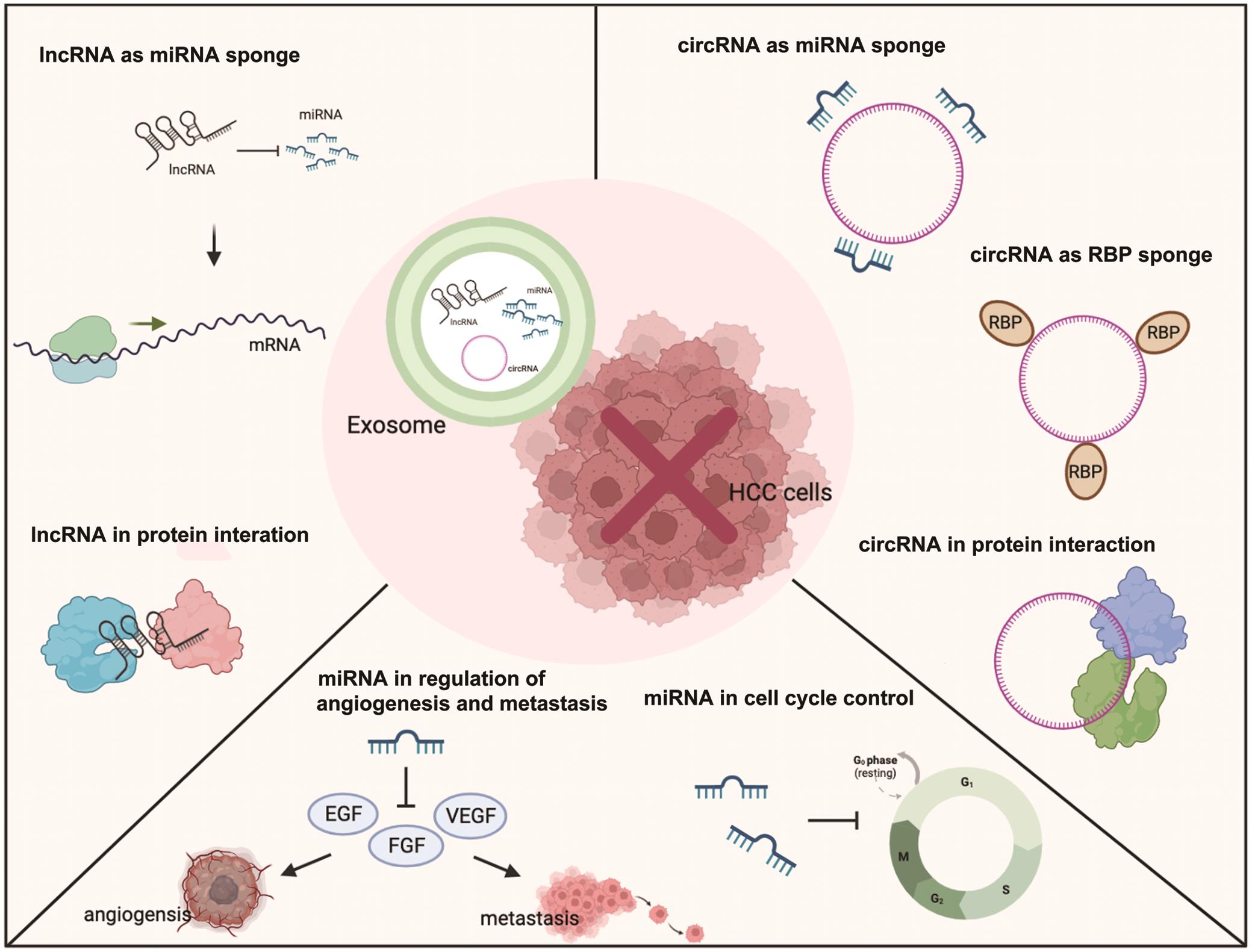 Exosomes can be used as a drug-delivery vehicle for delivering tumor-suppressive non-coding RNAs (long non-coding RNAs, circular RNAs, and micro RNAs) to HCC cells.