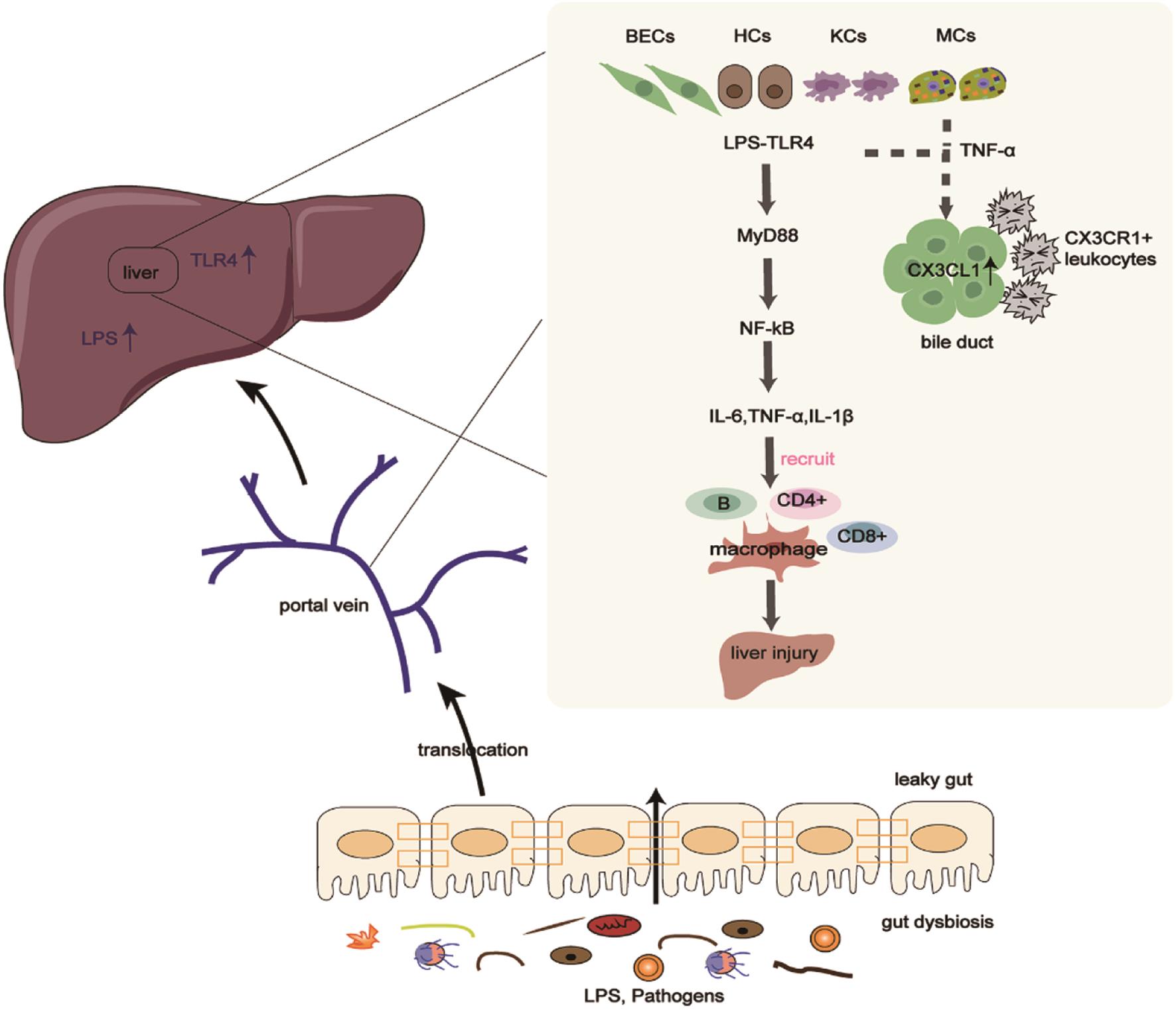 Gut microbiota contributes to the pathogenesis of PBC through the LPS/TLR4 signaling pathway.