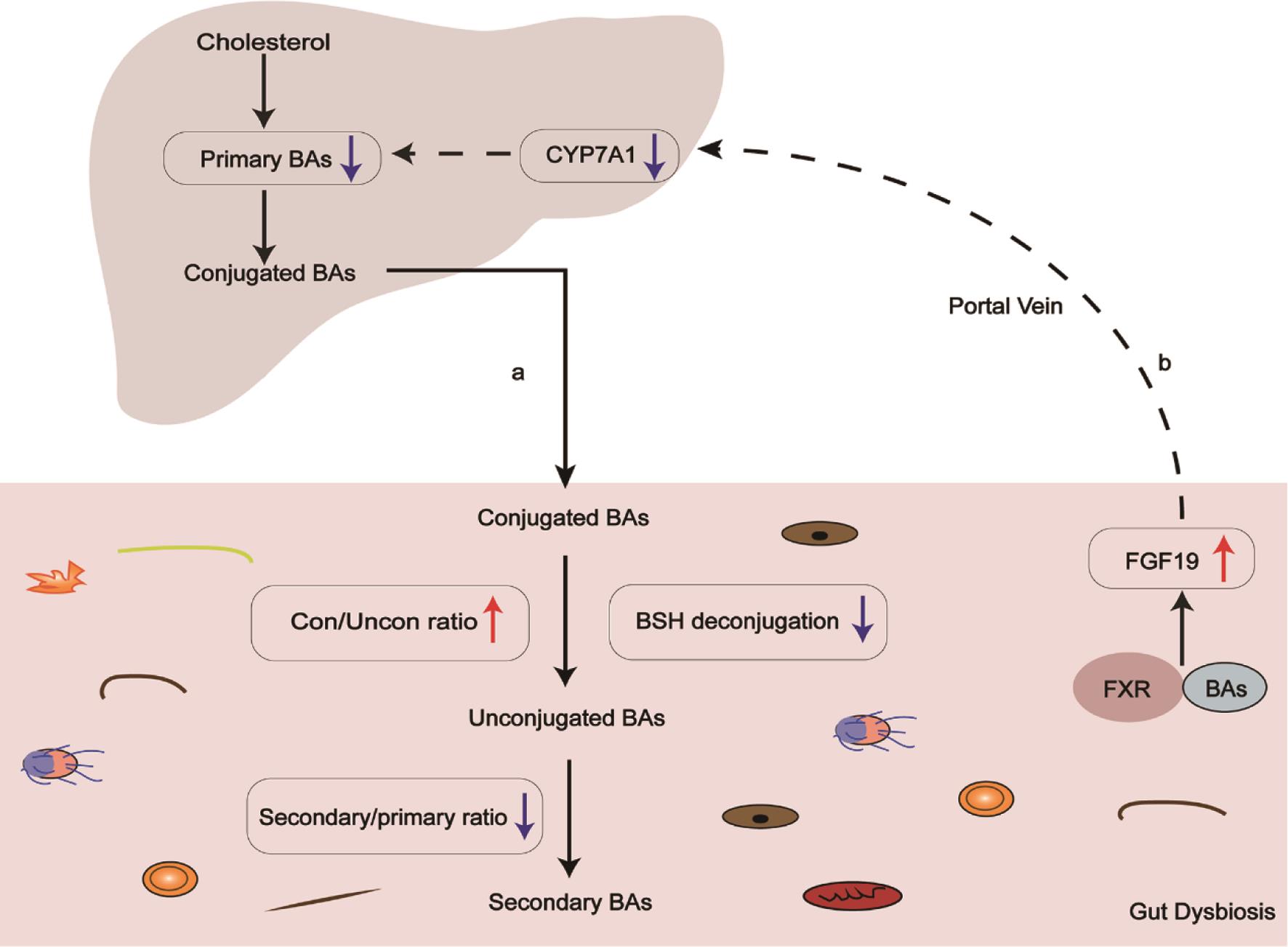 Bile acid-microbiota interactions are impaired in PBC patients.
