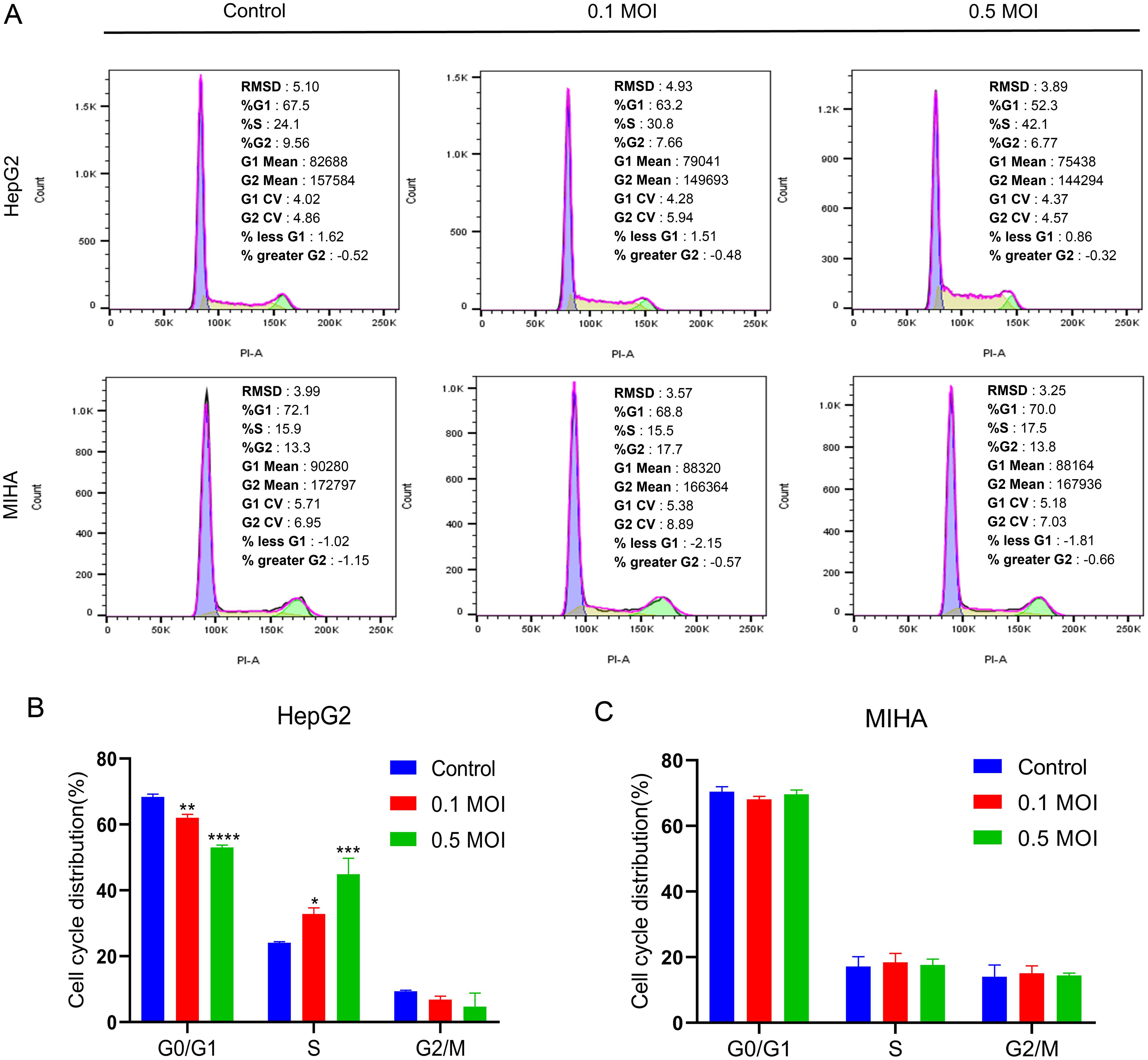 Senecavirus A (SVA) induced cell cycle arrest in HepG2 cells at the S phase.