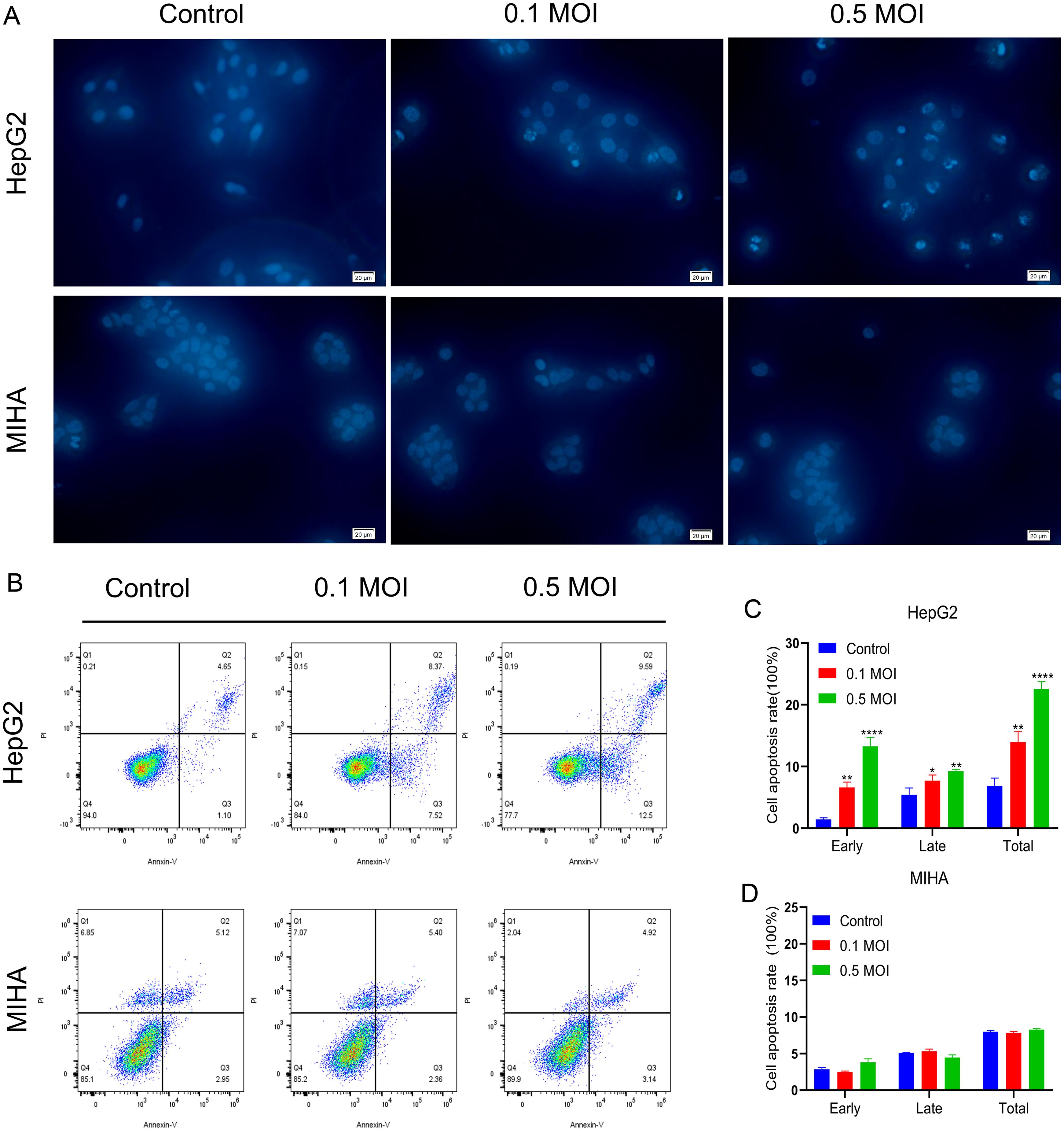 Senecavirus A (SVA) induced apoptosis in HepG2 cells.