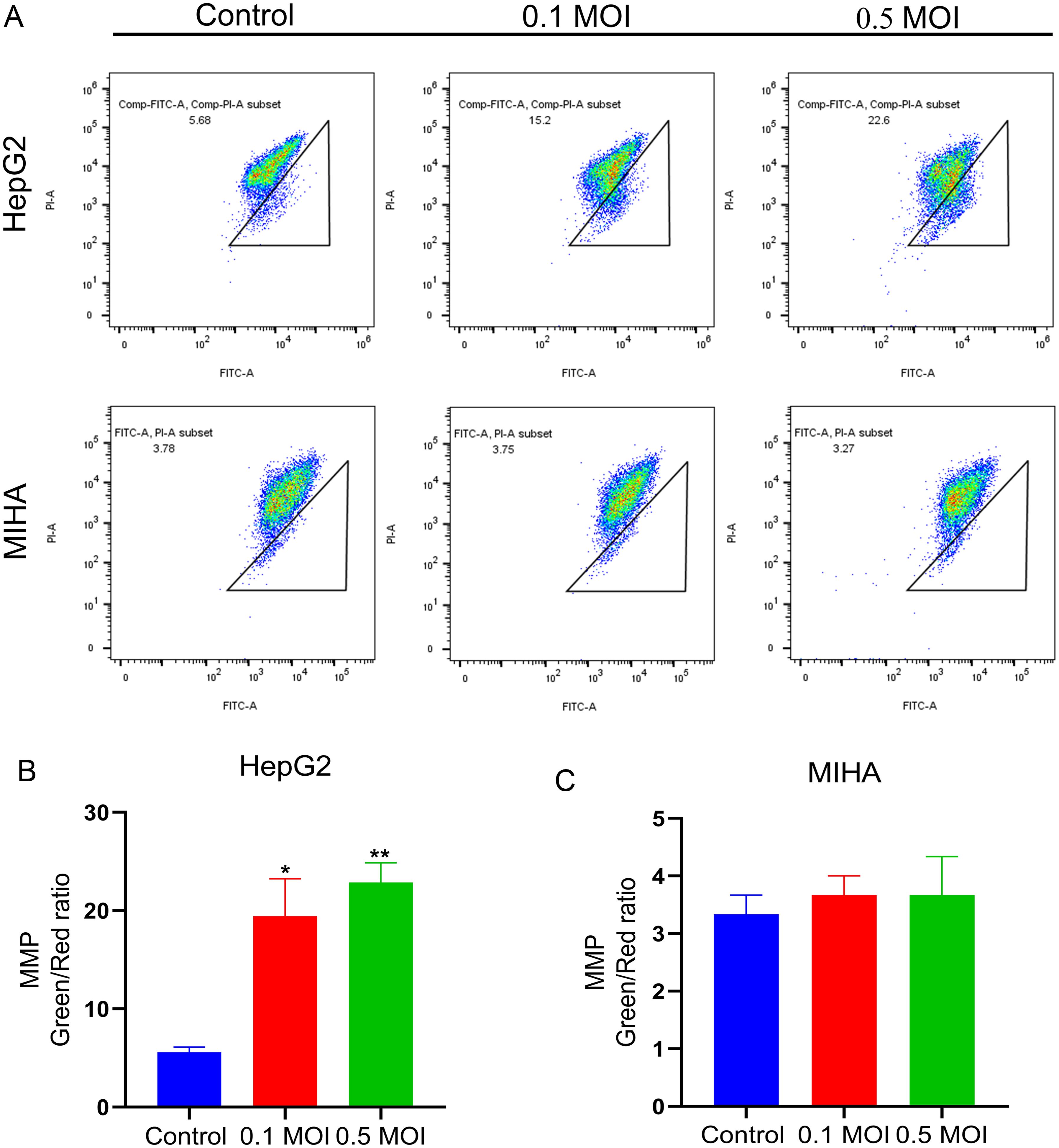 Senecavirus A (SVA) decreases the MMP of HepG2 cells.