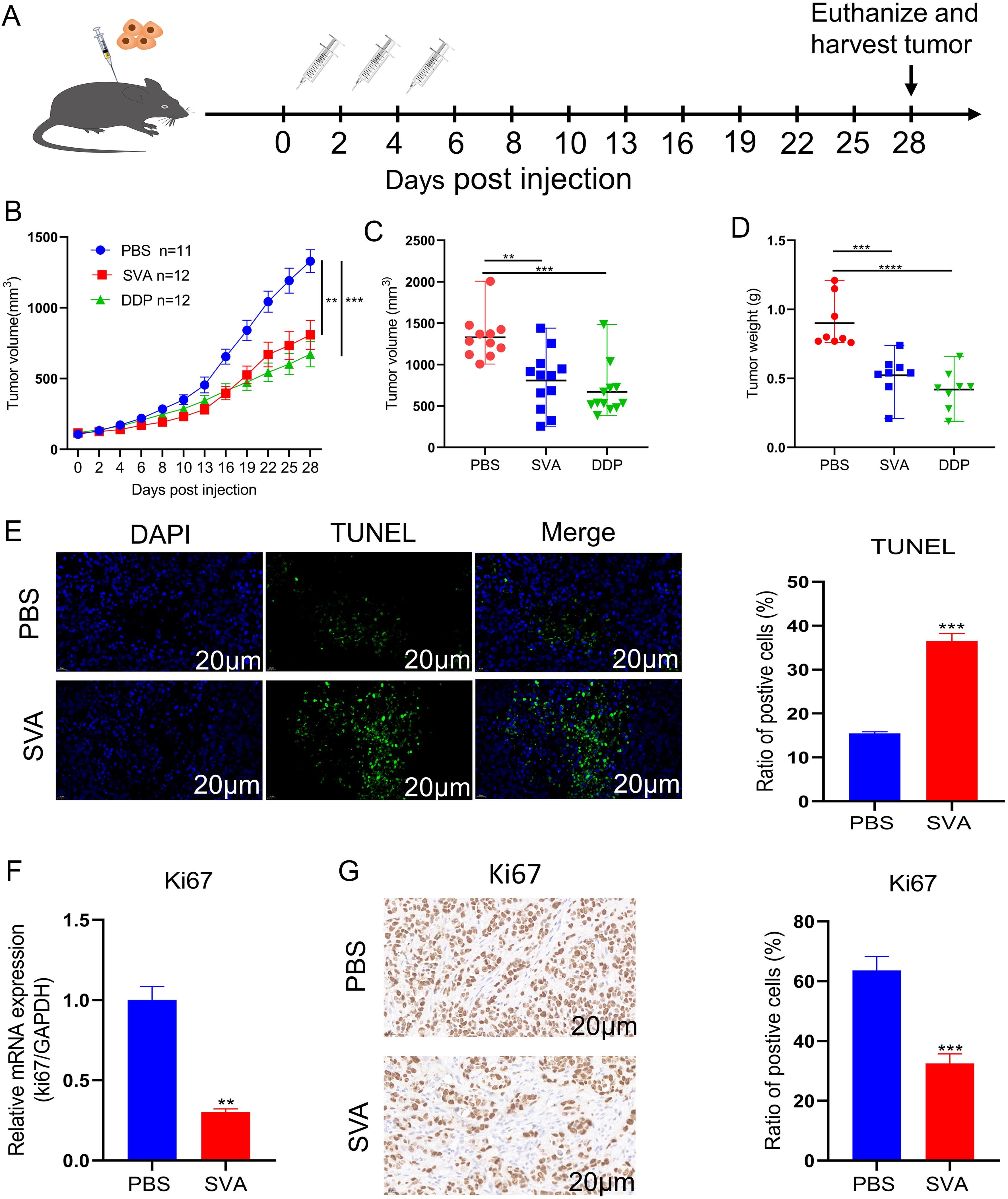 Oncolytic effect of Senecavirus A (SVA) virus <italic>in vivo</italic>.