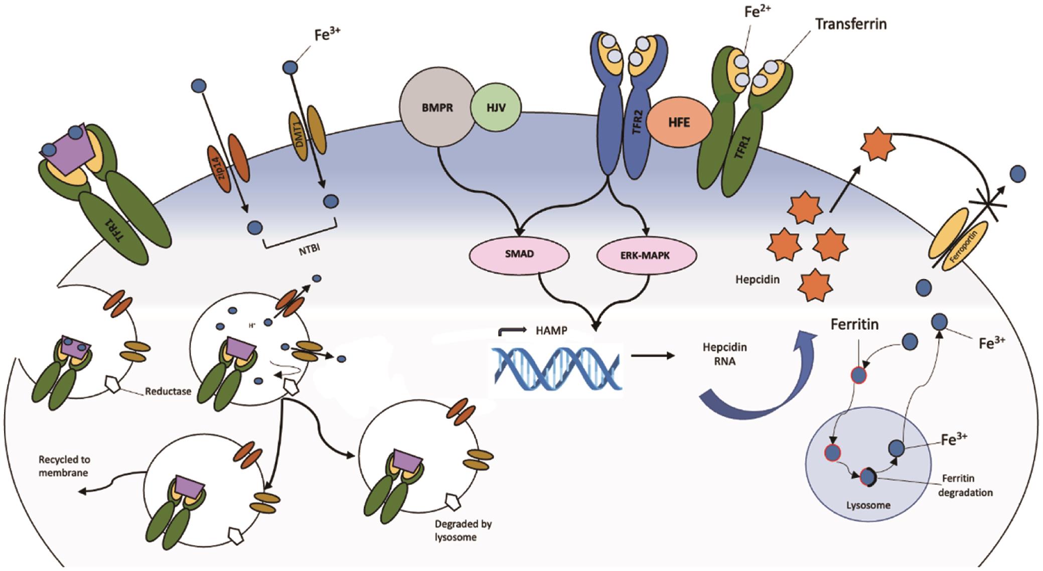 Complex pathways of iron transport regulation in hepatocytes.