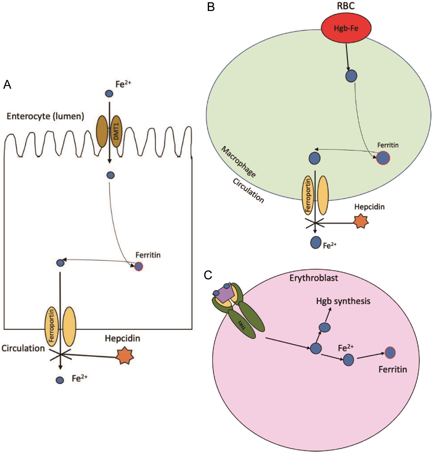 Regulation of iron transport by cell type.