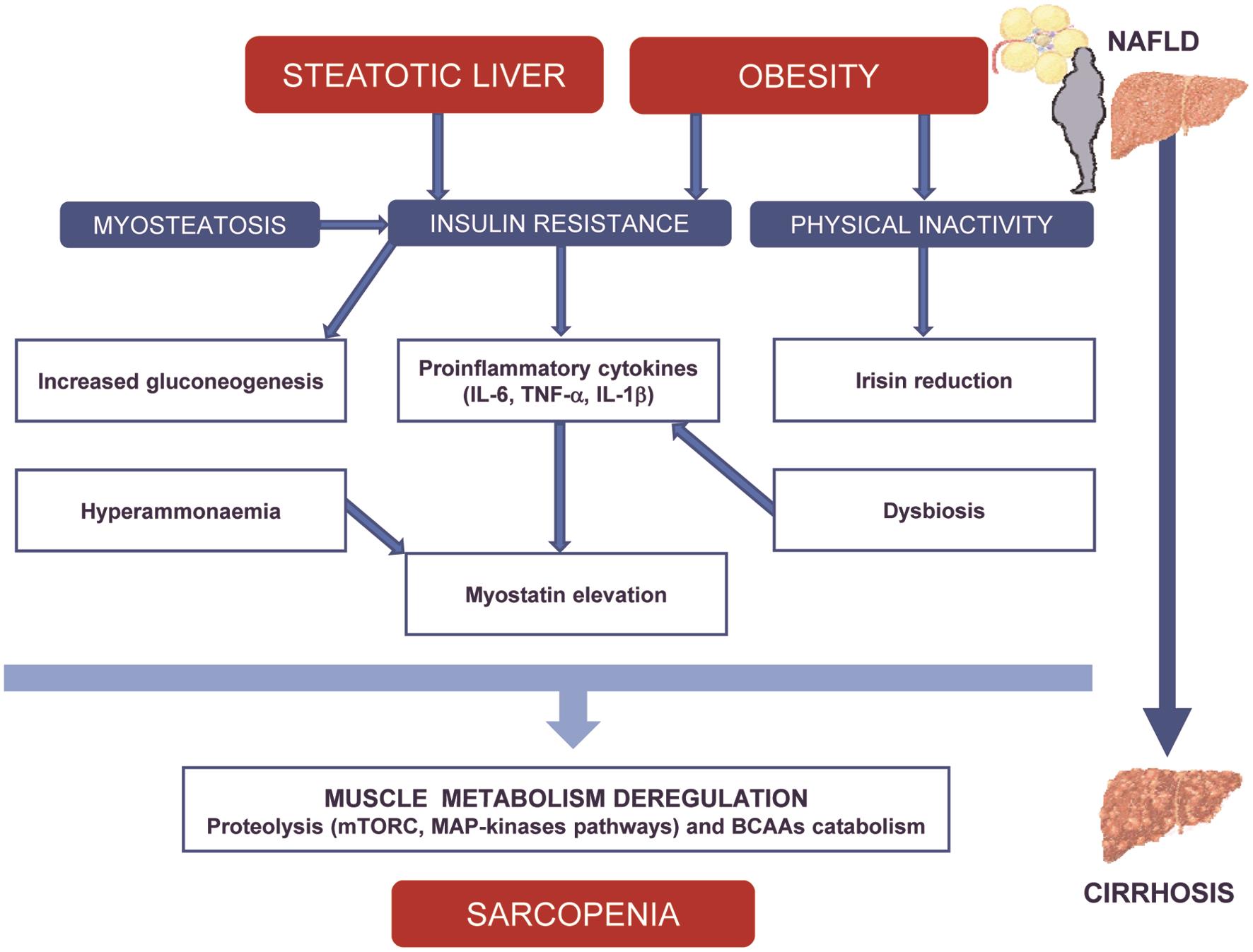 Liver-muscle-adipose tissue axis deregulation as the trigger of sarcopenia during the natural history of NAFLD.