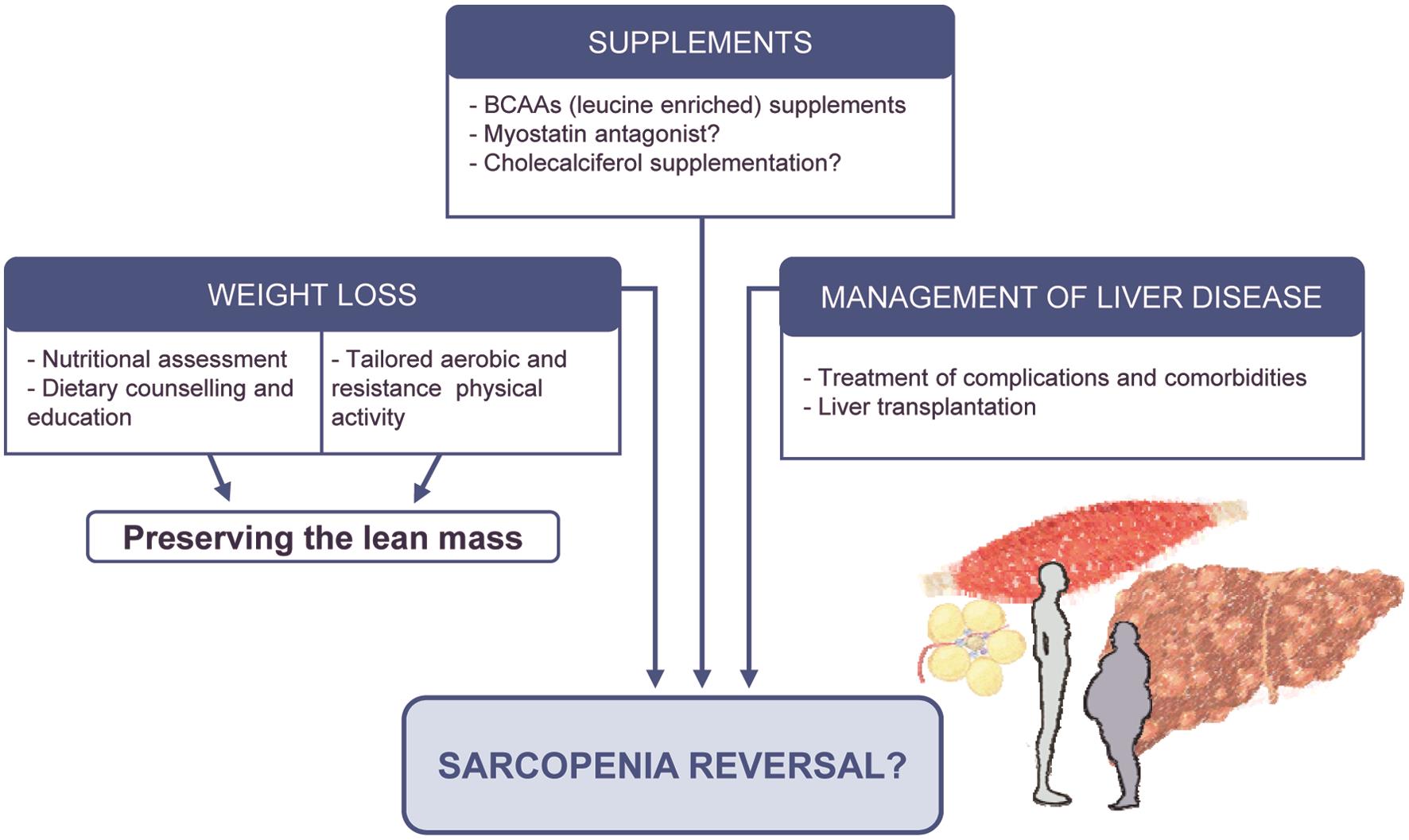 Treatment of sarcopenia in the cirrhotic patient: