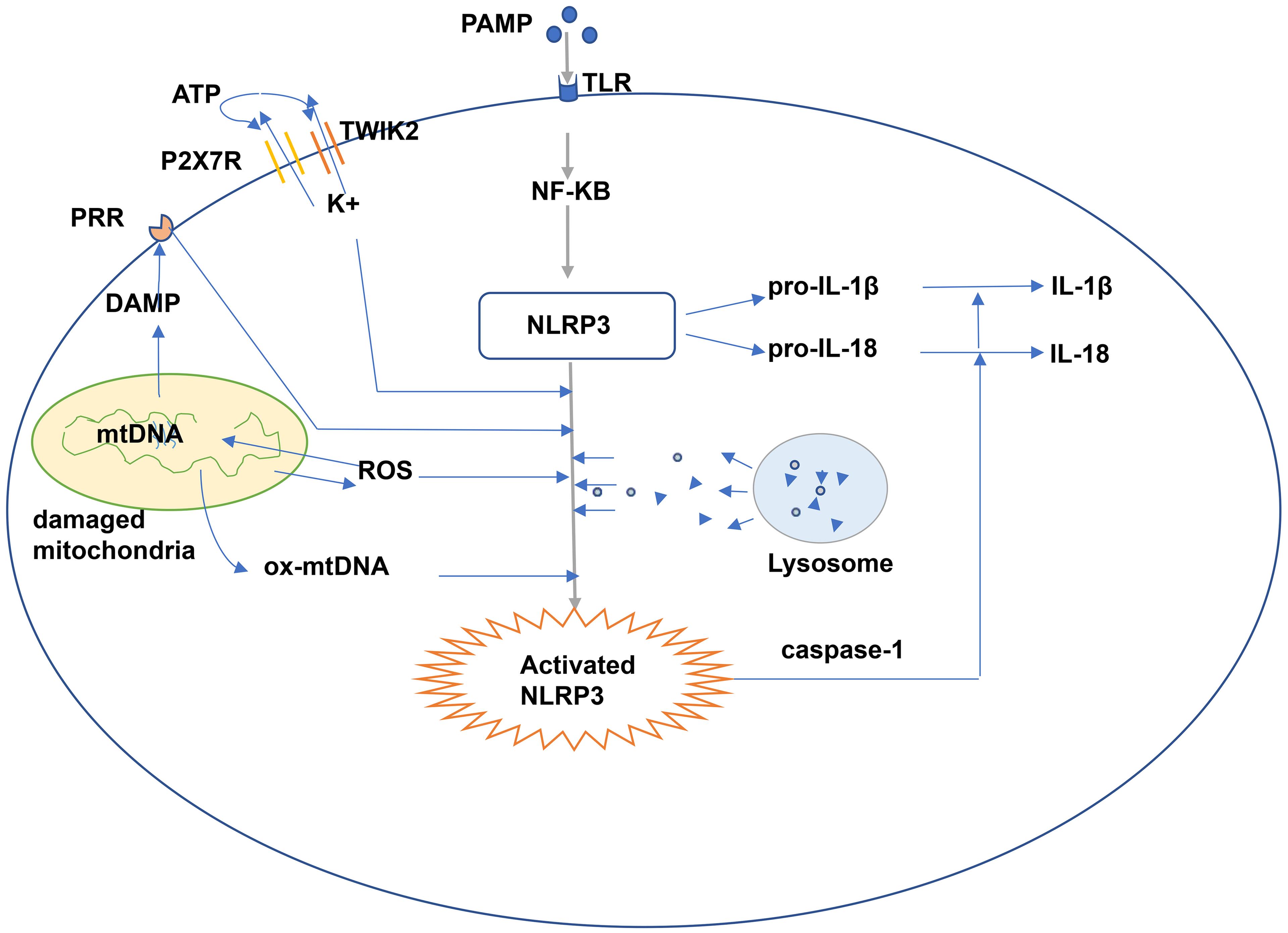Classical activation of NLRP3.