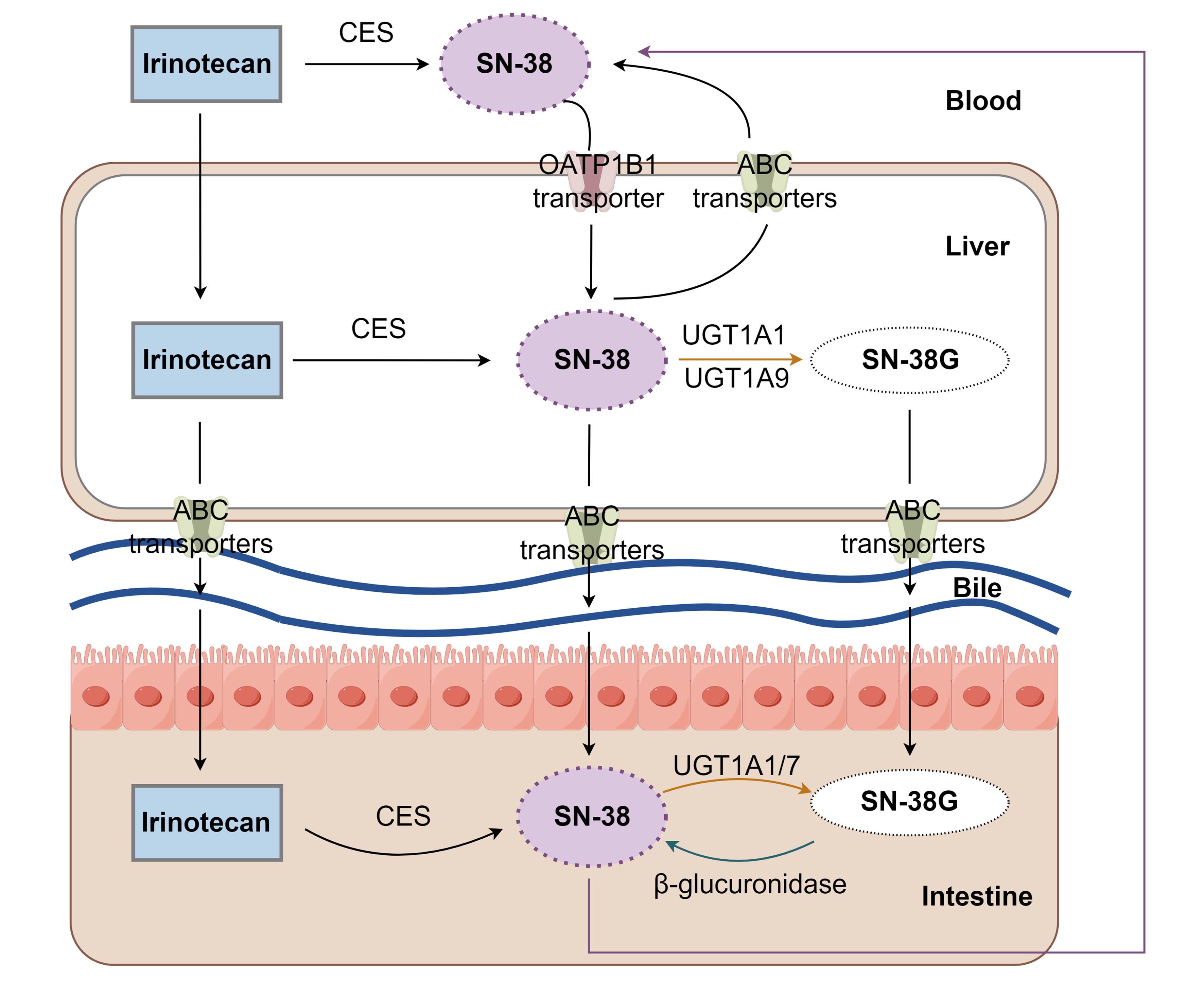 Metabolism of irinotecan <italic>in vivo</italic>.