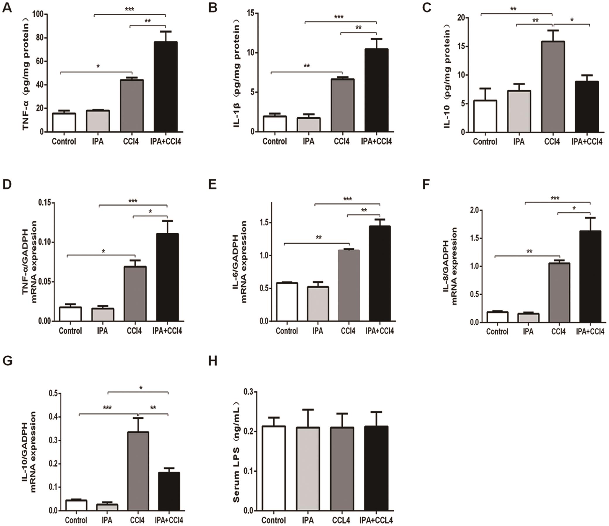 IPA enhanced hepatic inflammation in CCl<sub>4</sub>-treated mice.