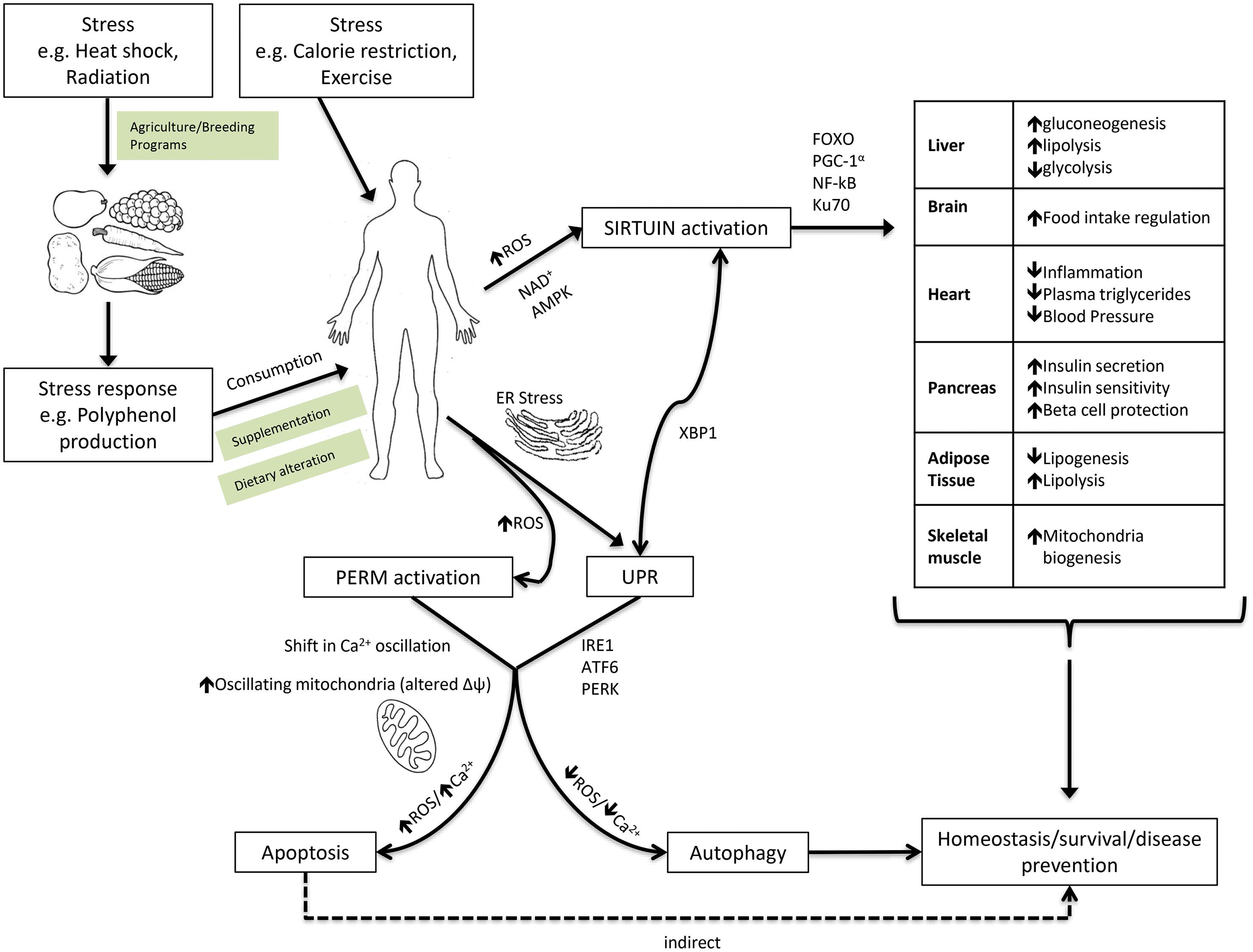 Mechanism of xenohormesis from plant stress to SIRT1 activation and cellular homeostasis.
