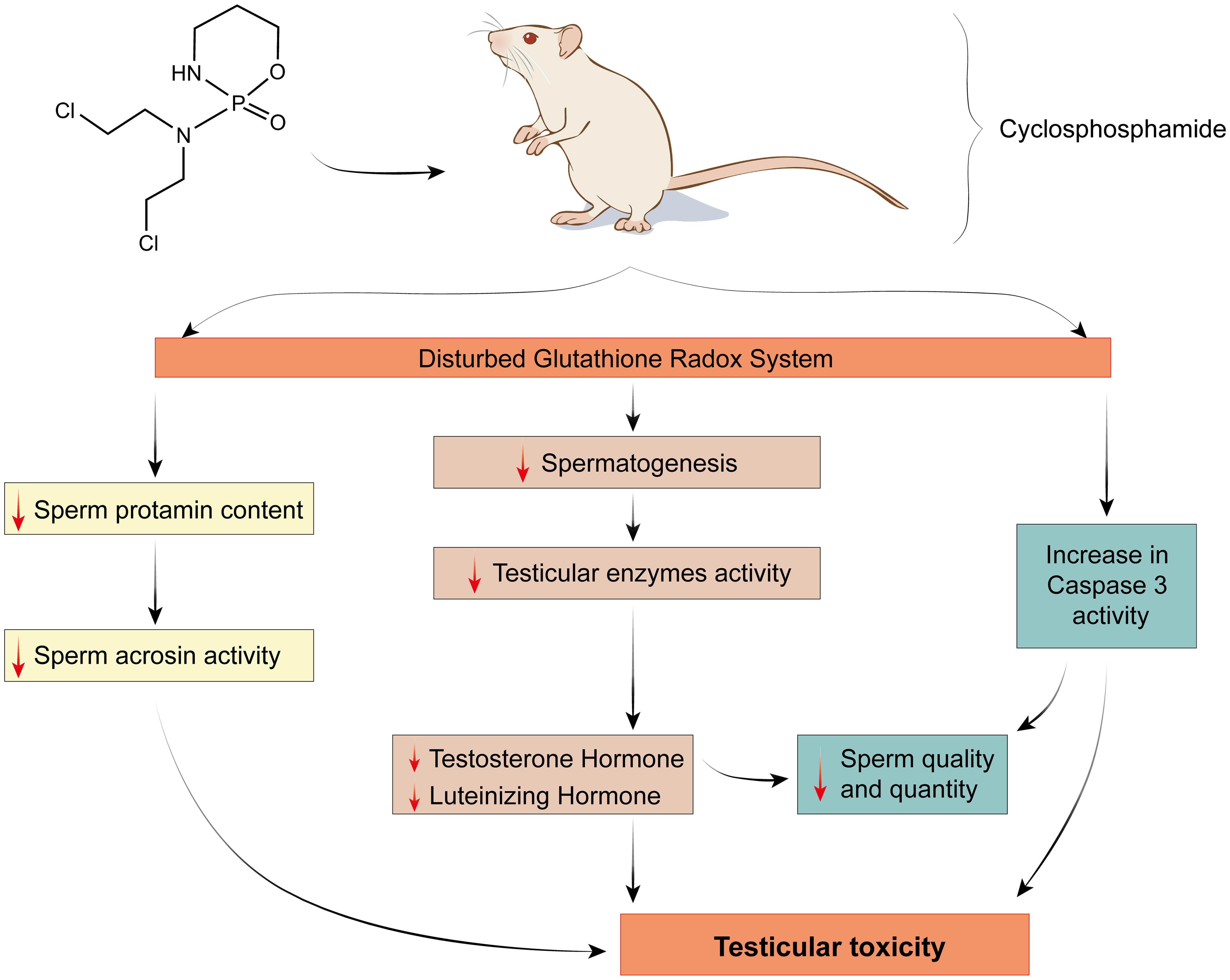 The mechanism of cyclophosphamide associated with disturbed glutathione redox system and increased caspase 3 activity results in decreased male sex hormone levels, poor sperm quality, and testicular toxicity.