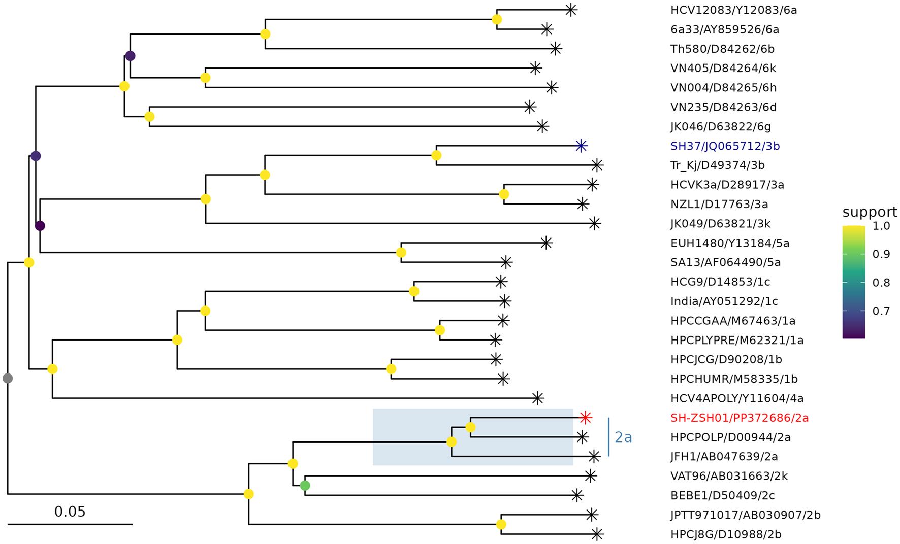 Phylogenetic analysis of the full genome sequence of isolated SH-ZSH01, belonging to HCV subtype 2a.