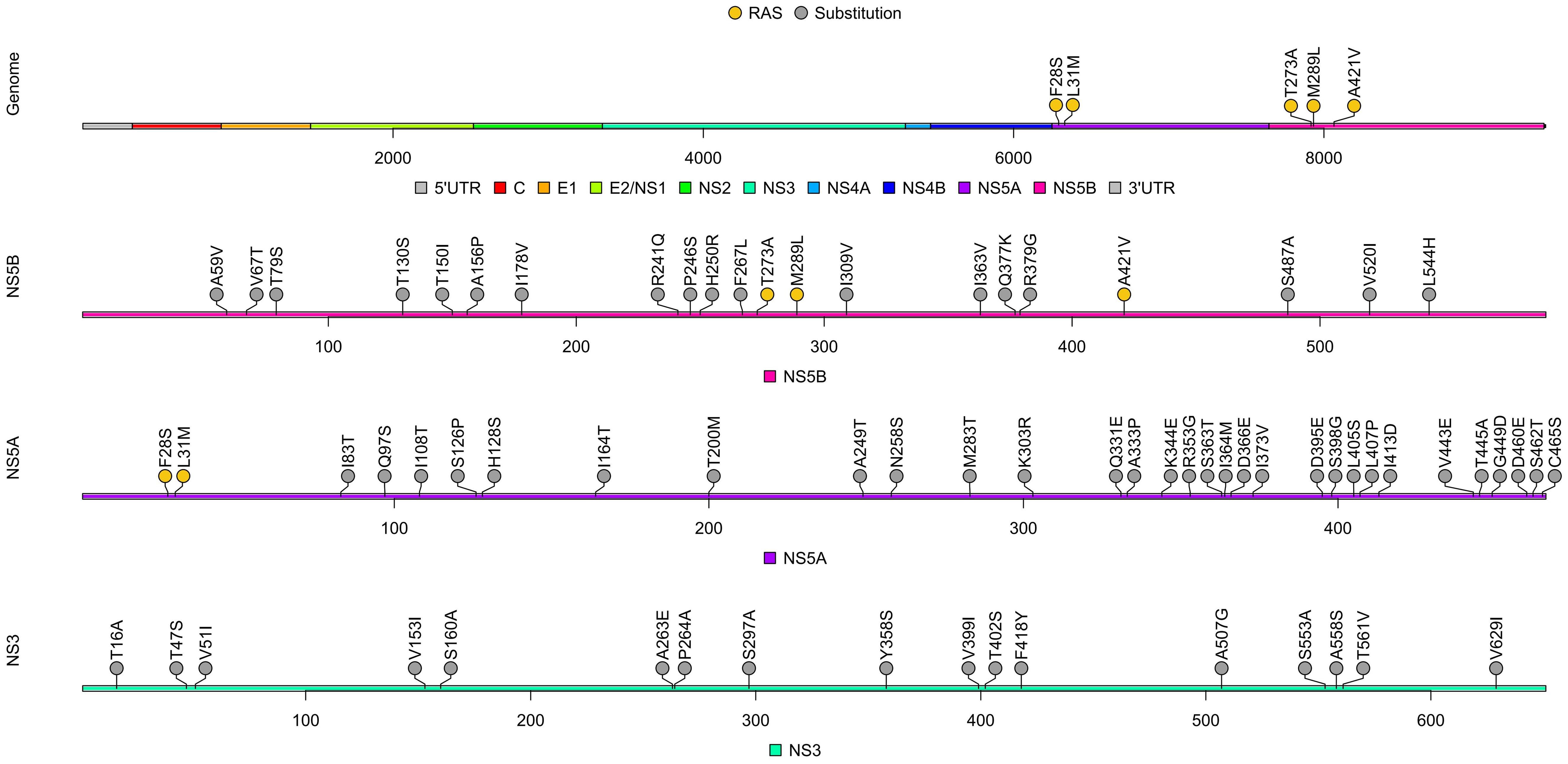 Genome organization, amino acid substitutions, and RASs of isolated SH-ZSH01, belonging to HCV subtype 2a.