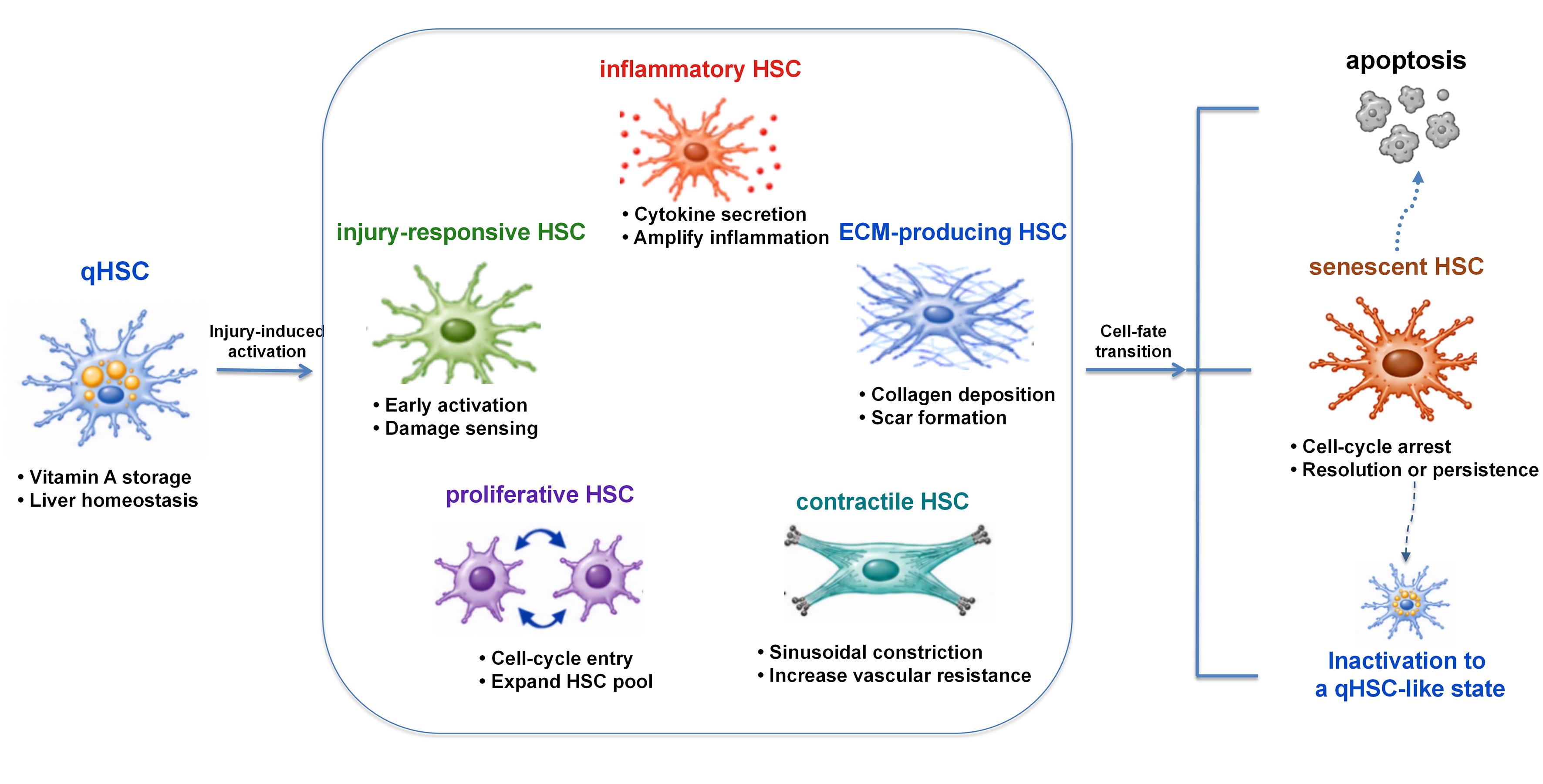 Functional-state continuum and plasticity of hepatic stellate cells during chronic liver fibrosis.