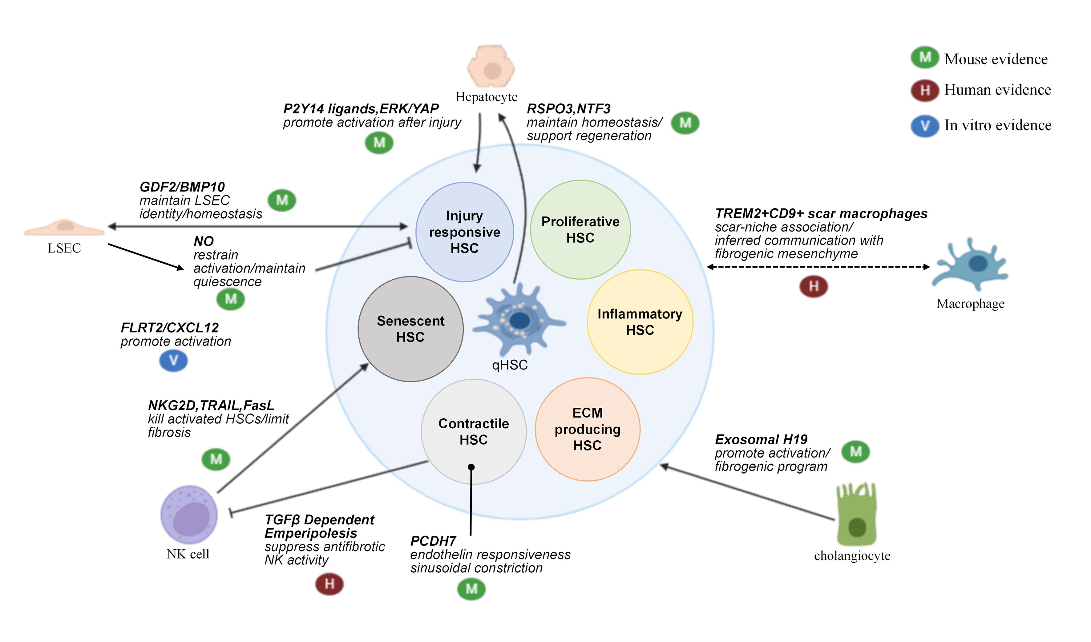 Multicellular interactions that regulate hepatic stellate cell functional states.