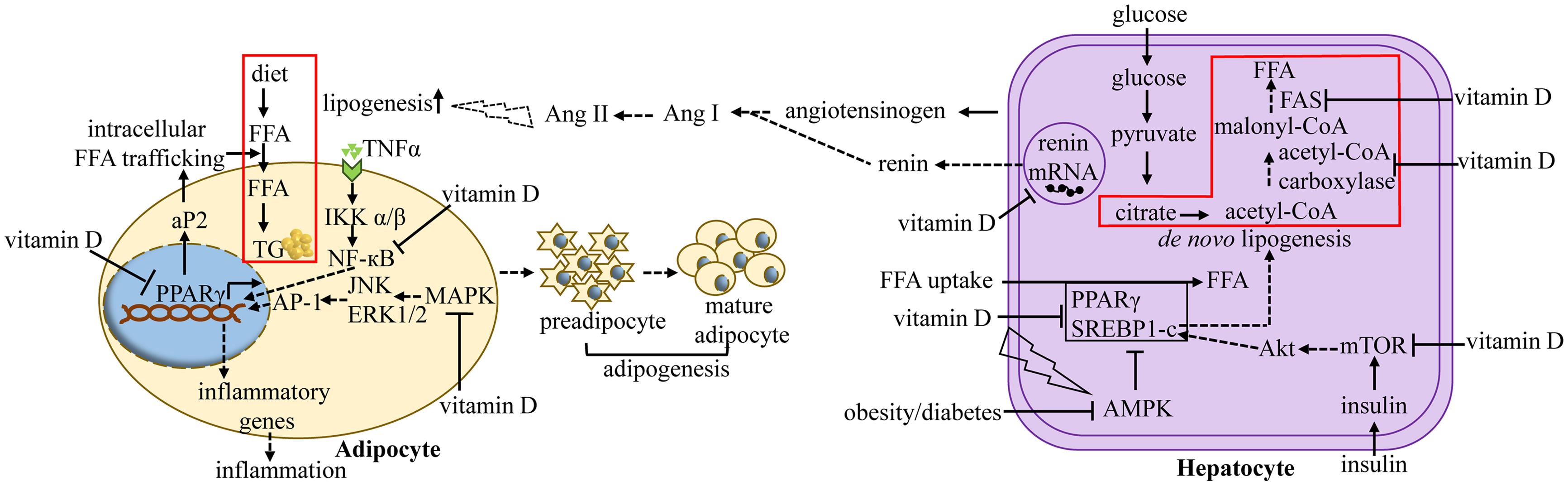 Vitamin D-induced modulation of molecular pathways linked to obesity.