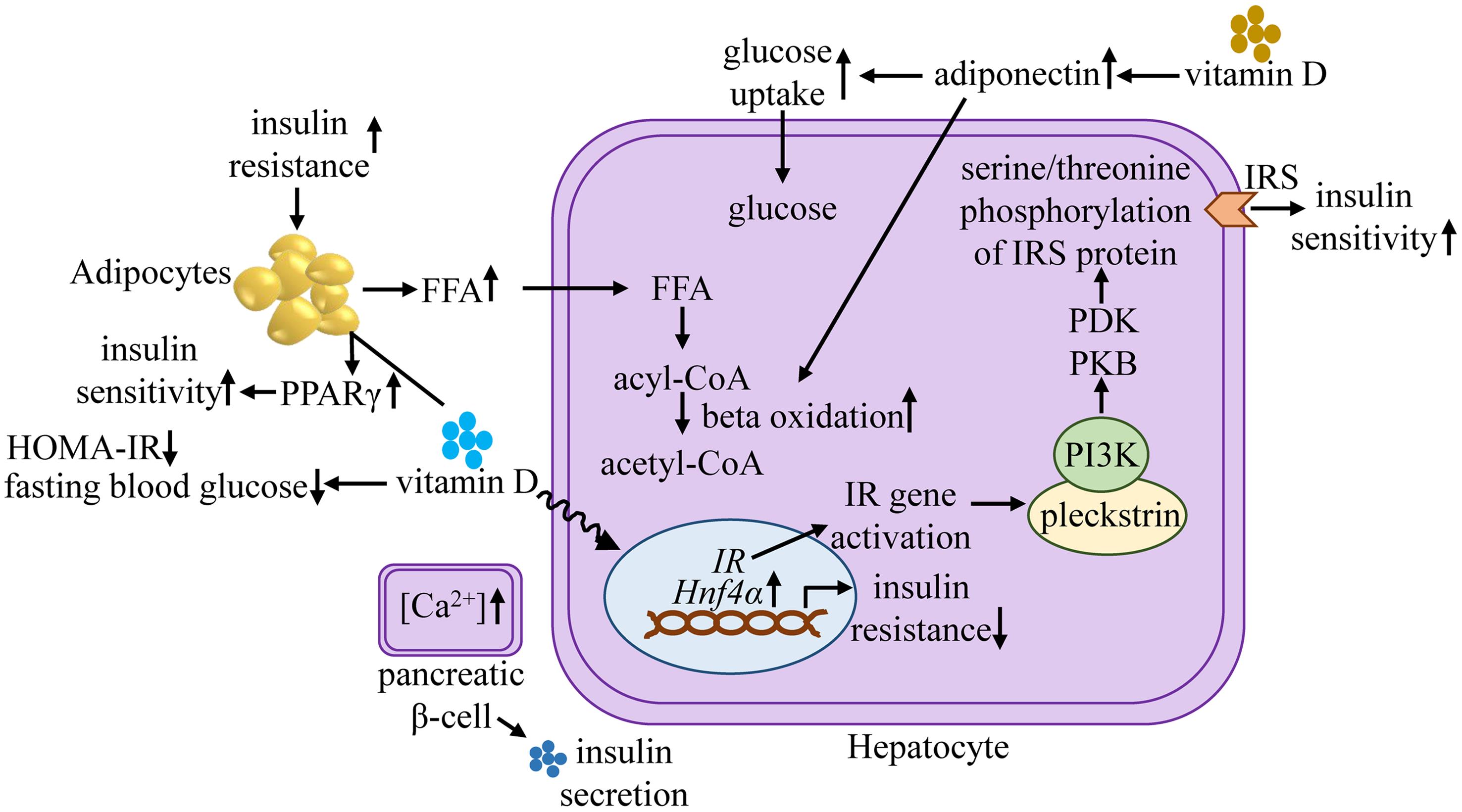 Molecular targets of vitamin D to regulate insulin resistance mechanism.