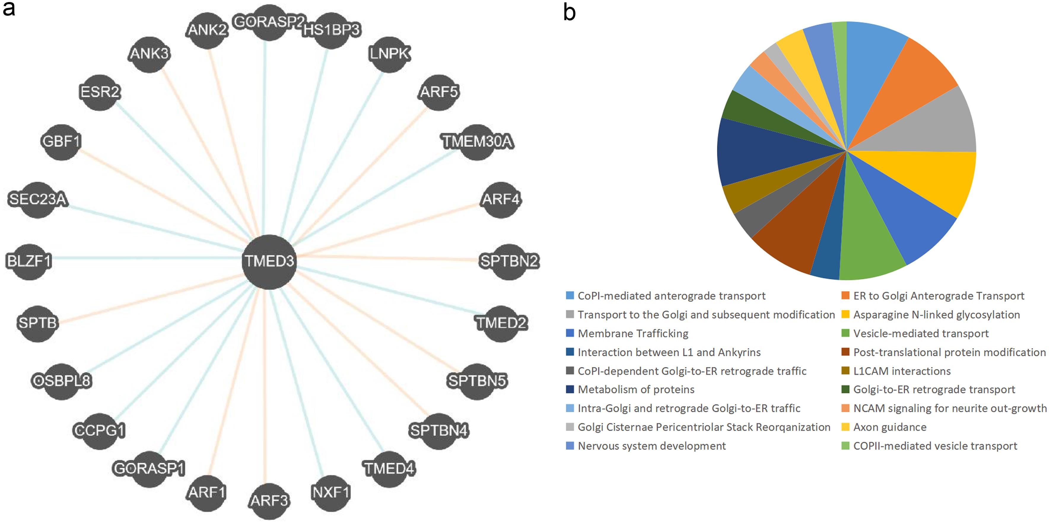 TMED3 interaction network and functional enrichment.