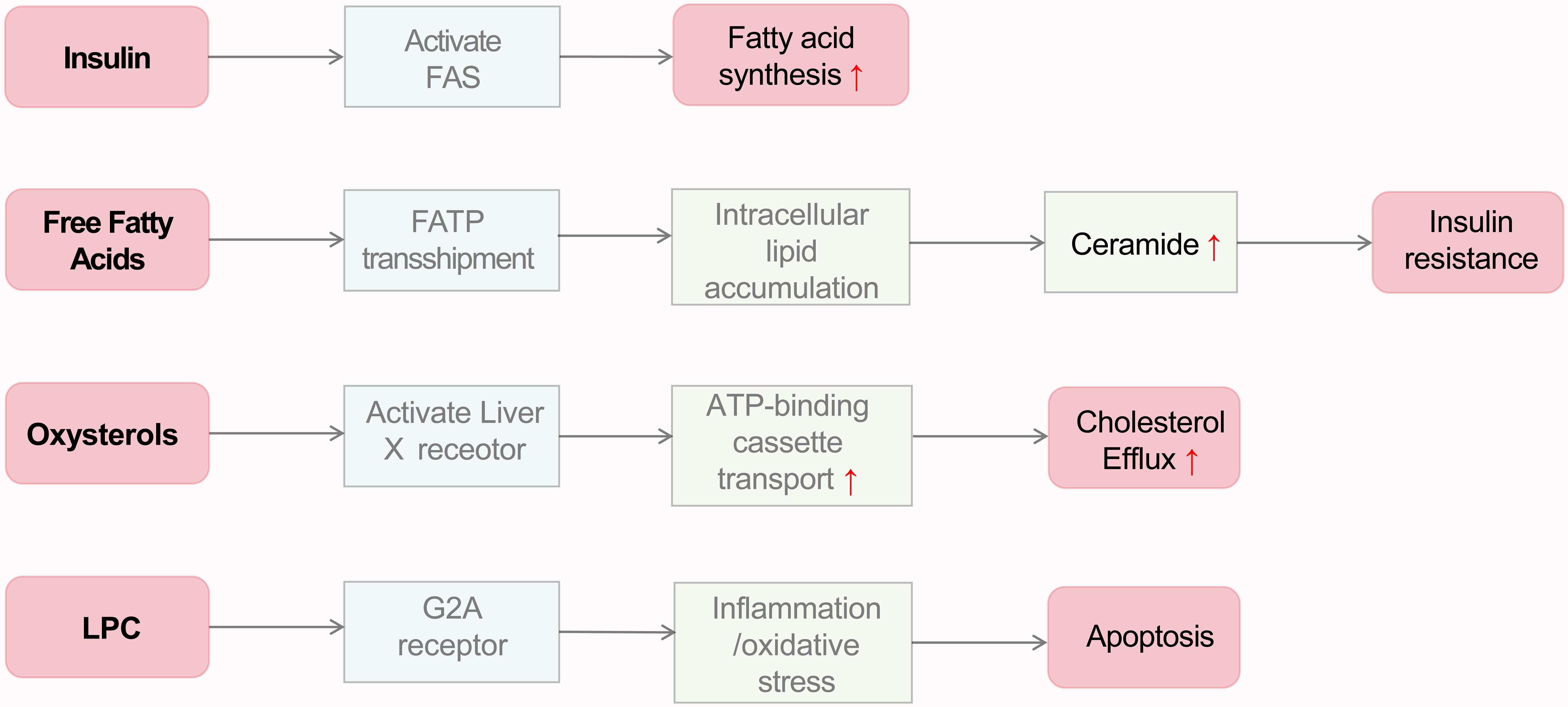 Lipid metabolism regulatory network.