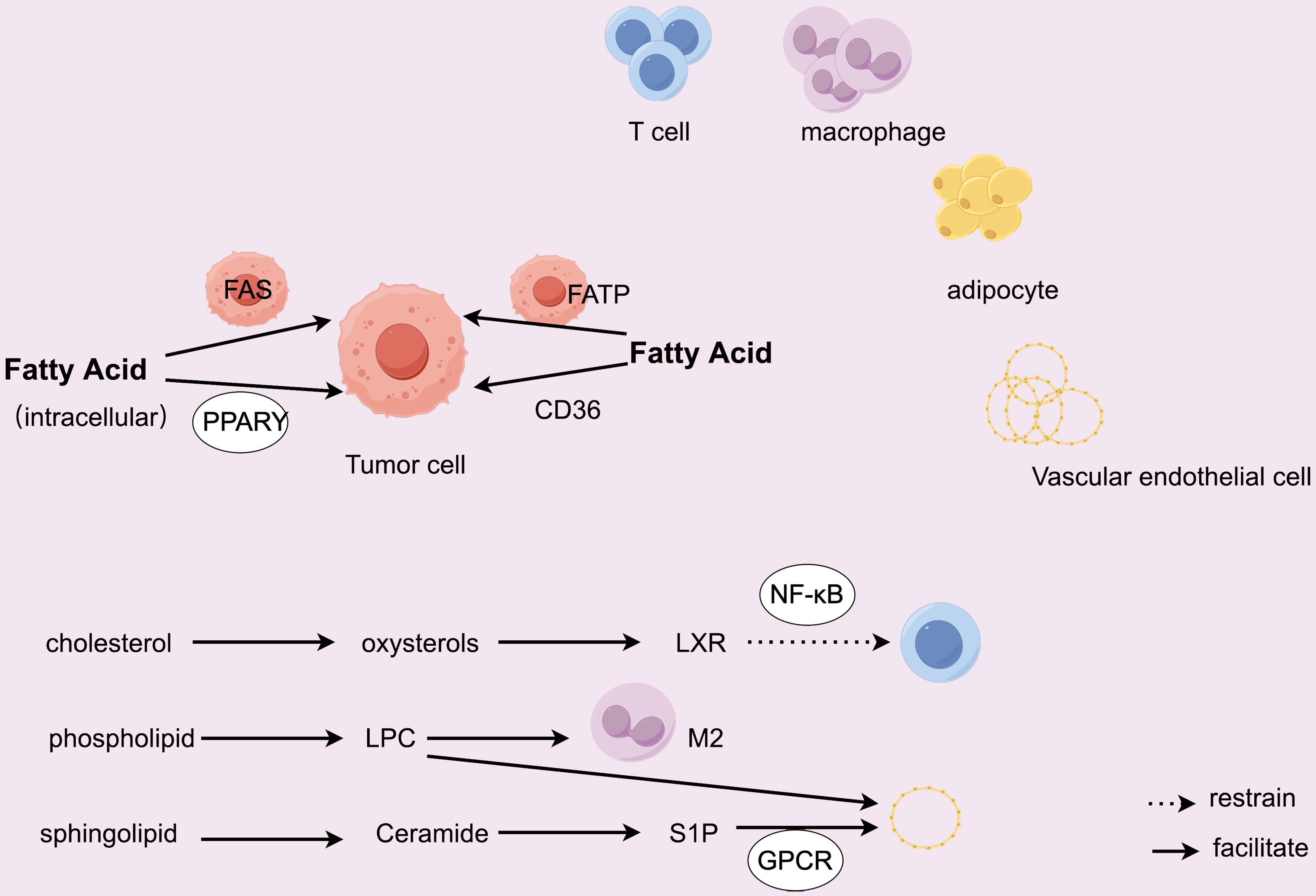Mechanism of lipid metabolism affecting tumor microenvironment.