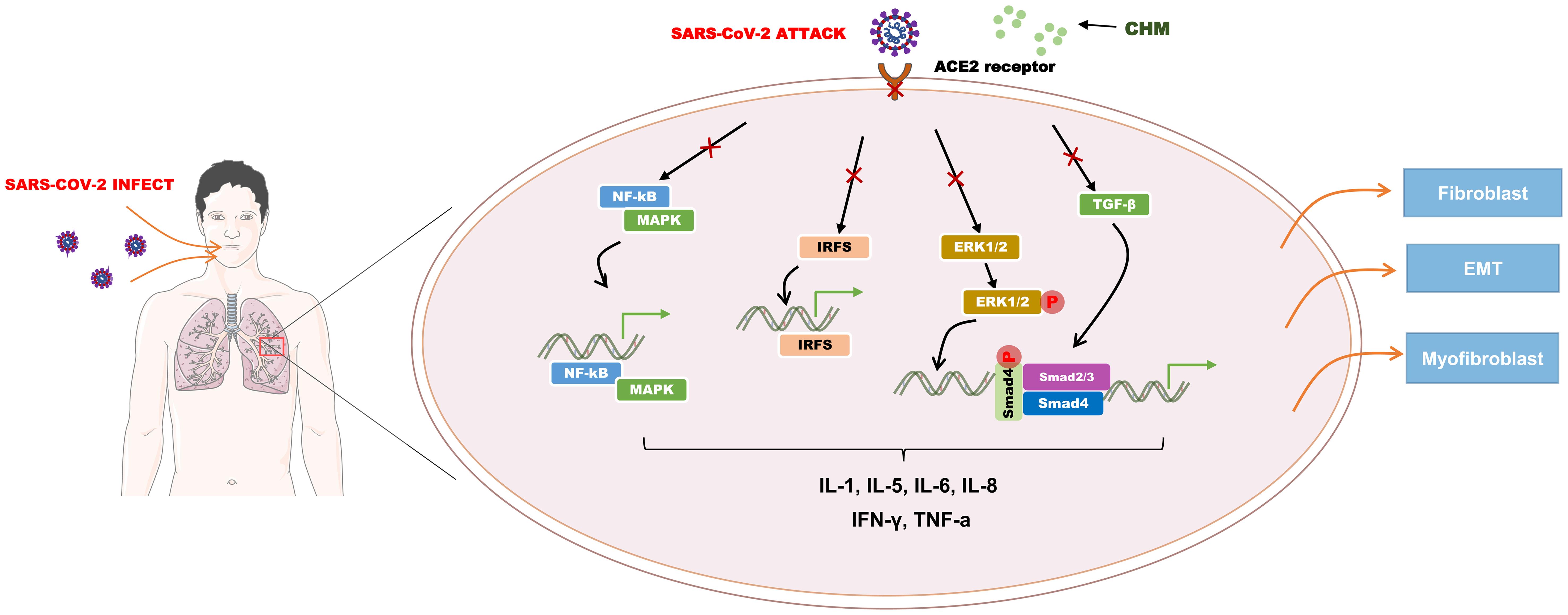 Traditional Chinese medicine compounds inhibit viral invasion by acting on the ACE2 receptor, which is necessary for COVID-19 to enter the body.