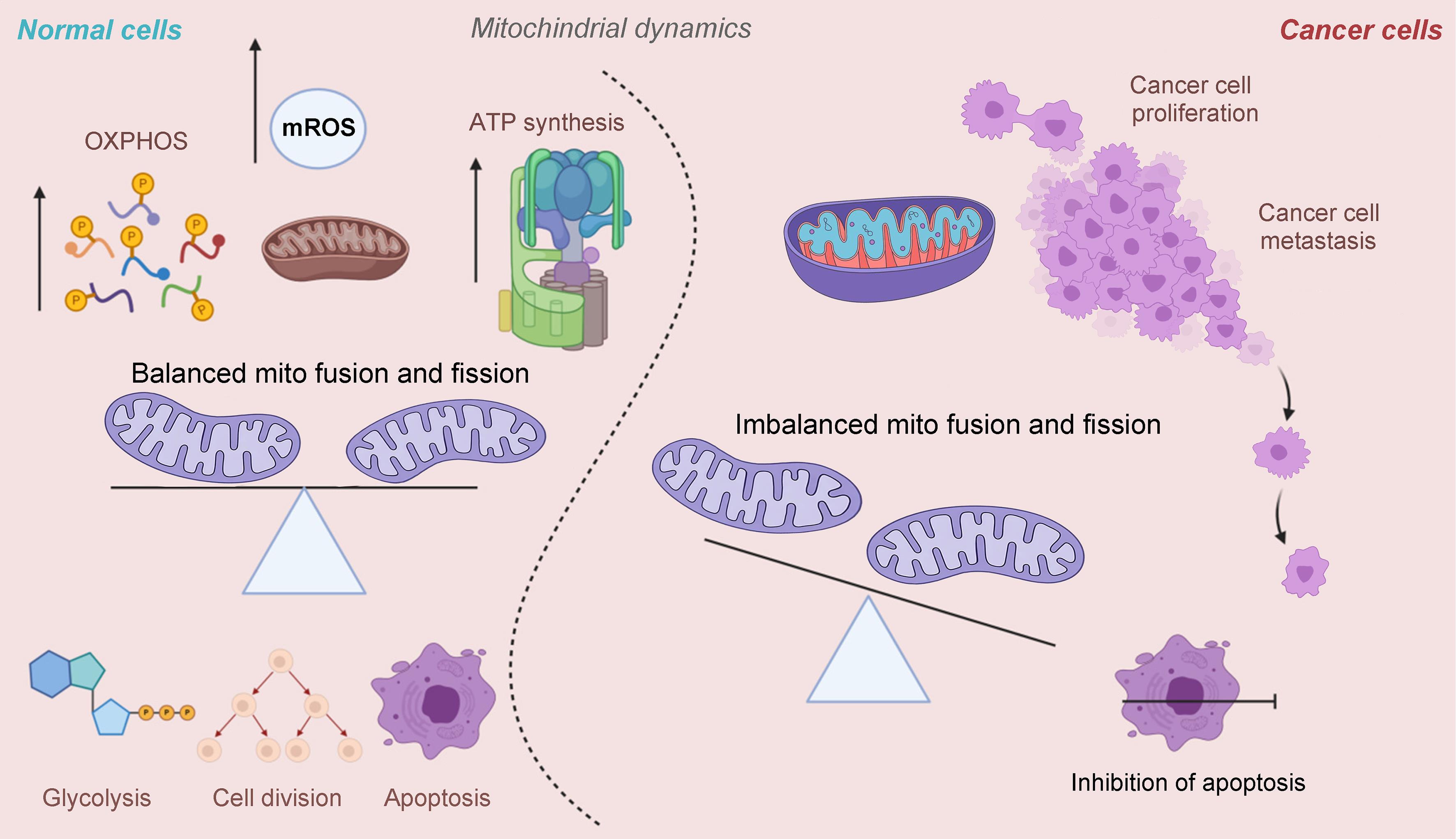 Mitochondrial dynamics in normal and cancer cells.