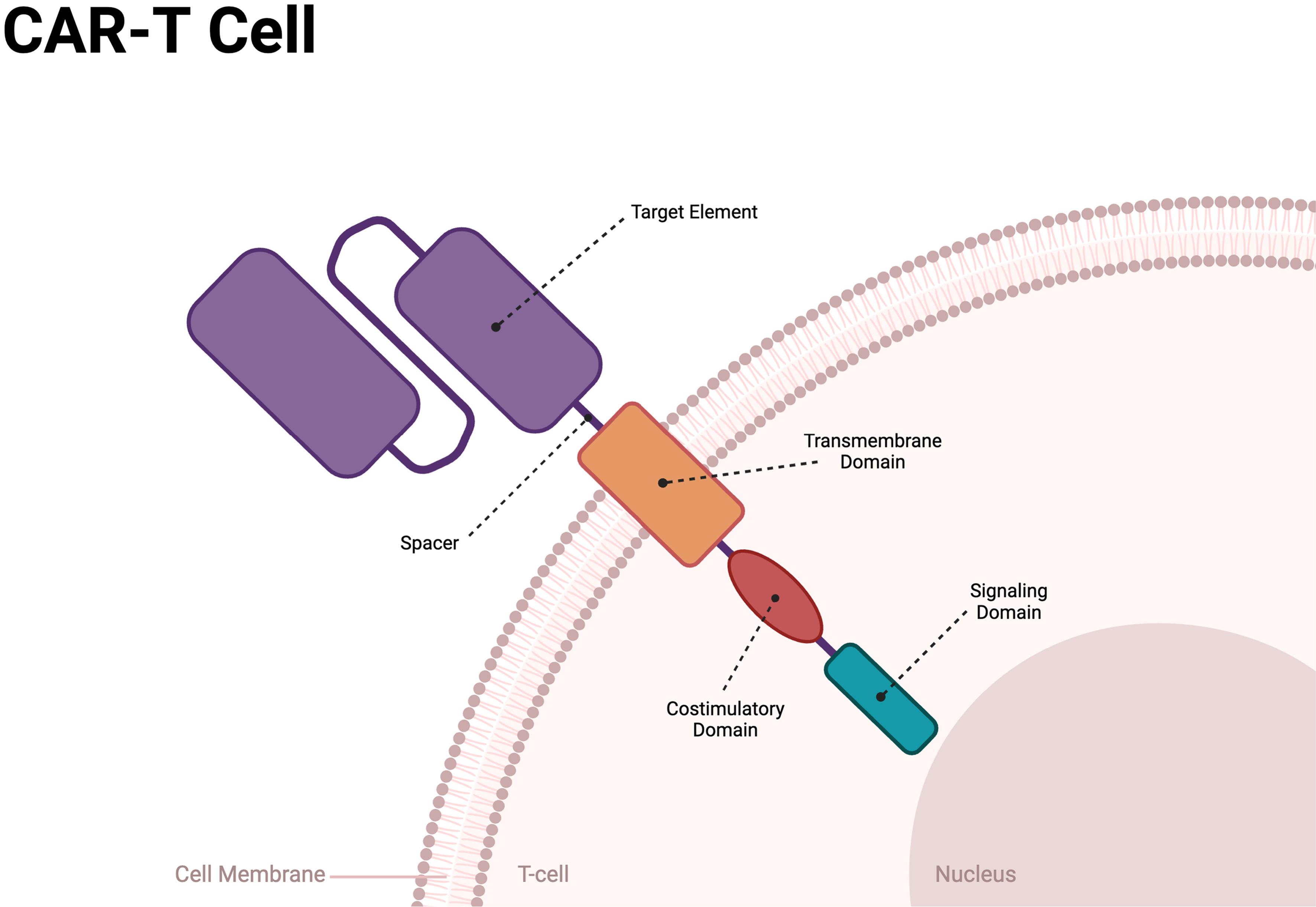 CAR T-cell construct.