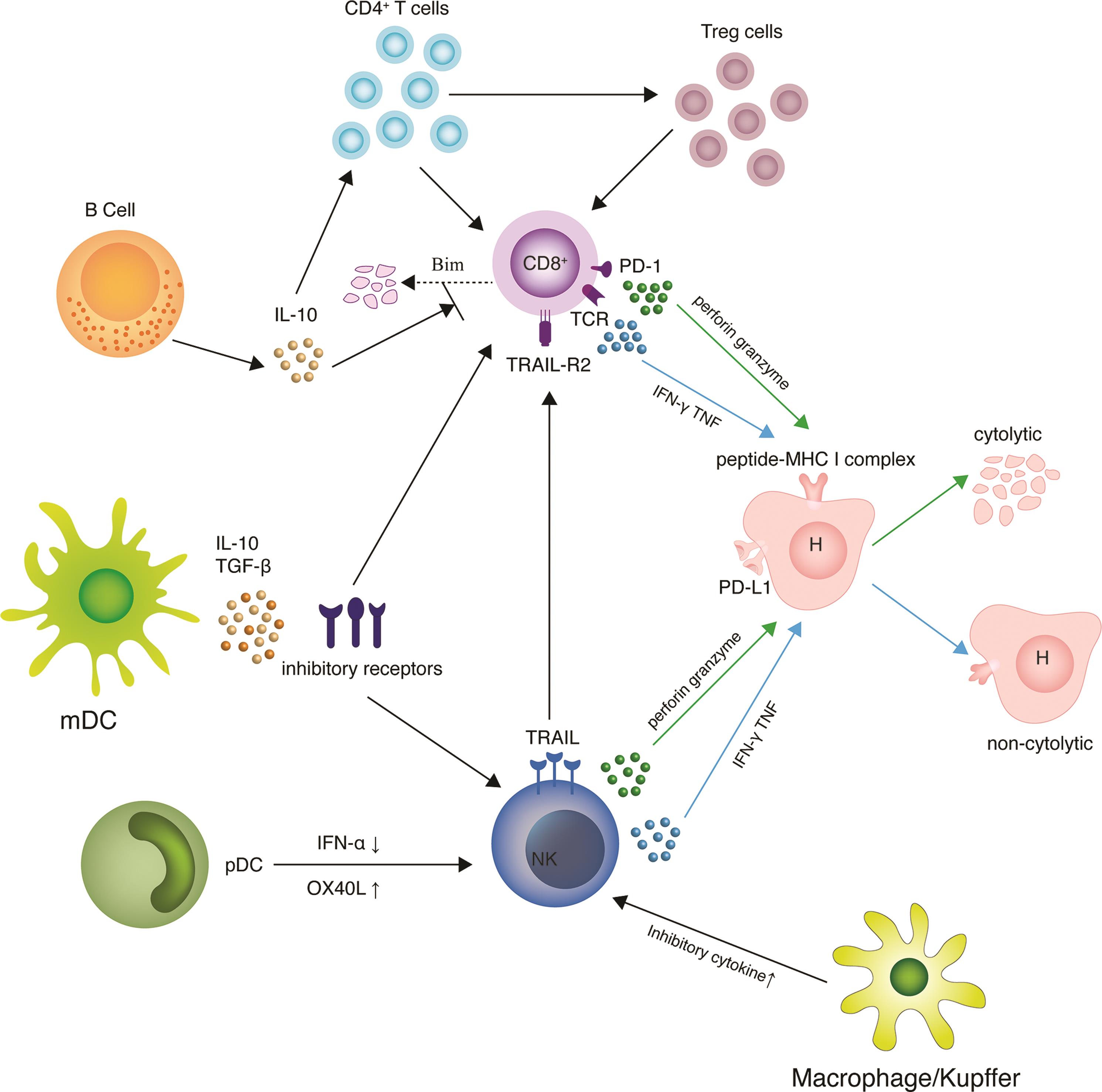 Natural killer cells and hepatitis B virus (HBV)-specific CD8<sup>+</sup> T cells are centrally involved in the HBV immune response.
