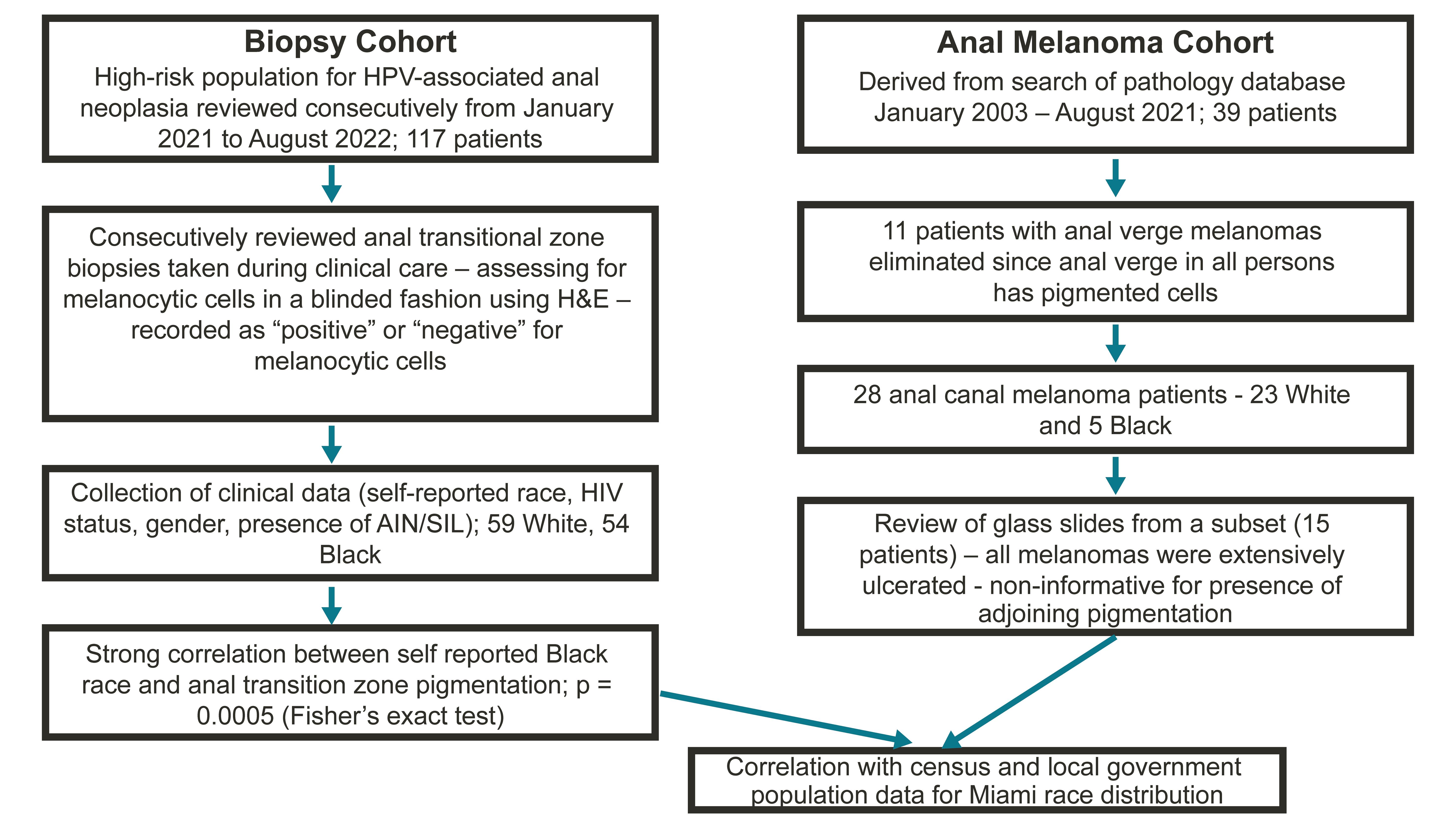Flow chart of the biopsy and anal melanoma cohorts.