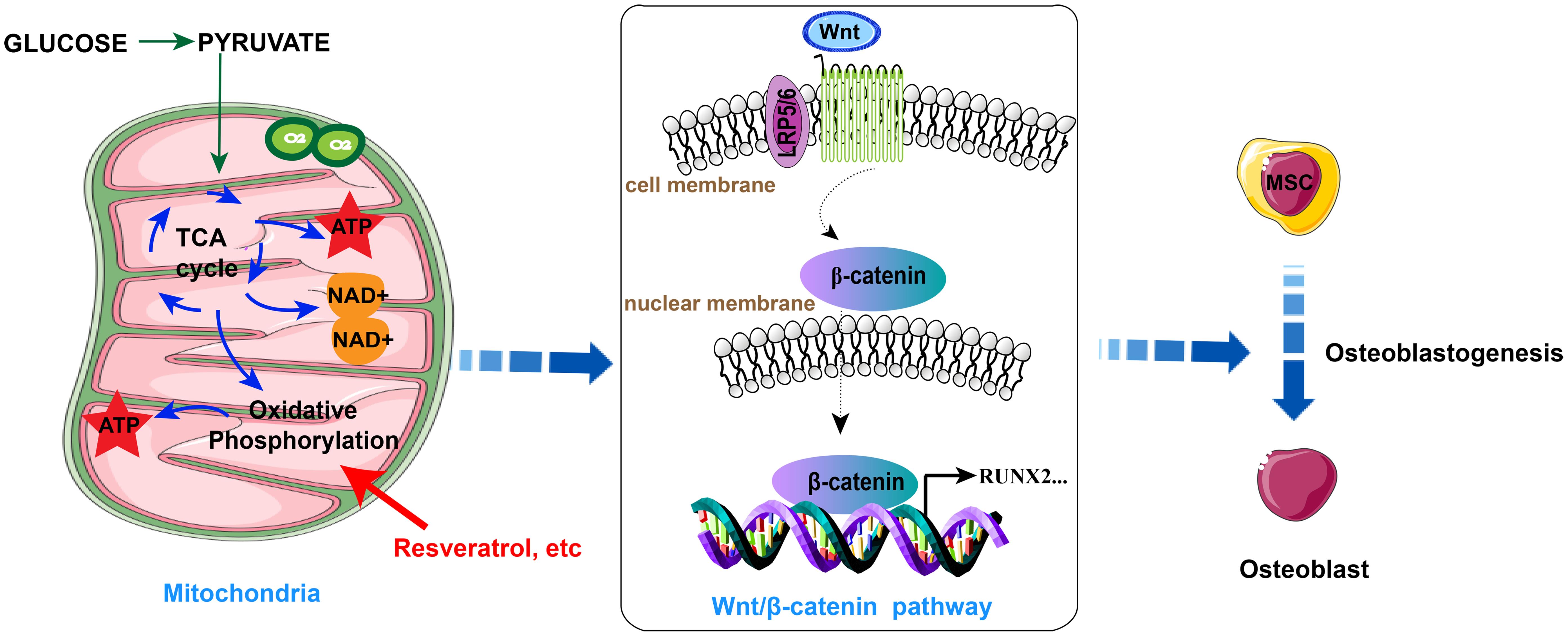 Natural compounds regulate bone formation through oxidative phosphorylation.