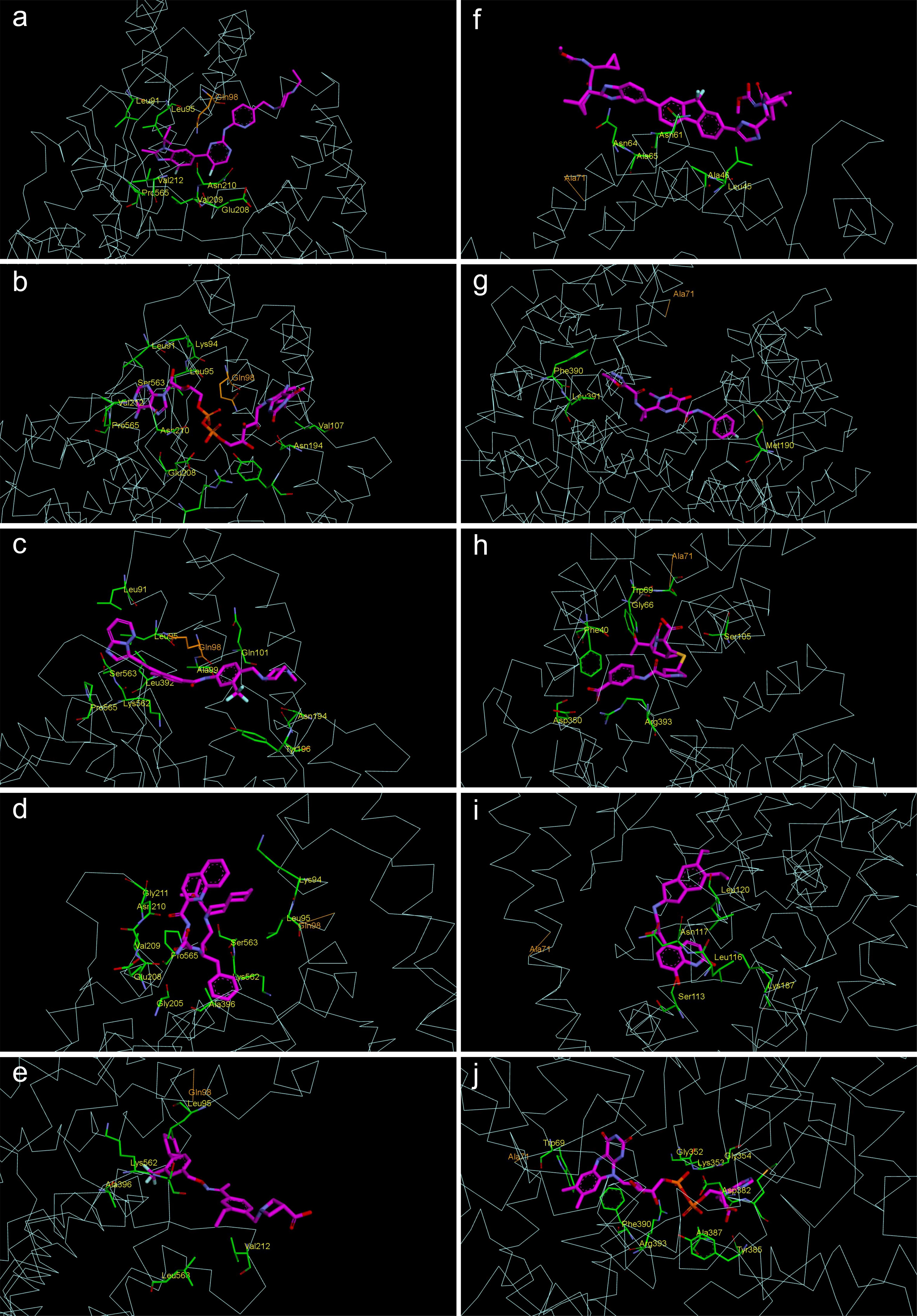 Binding positions of the drugs with the best scores in ACE2 receptor after 100-ns MD and their docking free energy (DFE) in (a–e) Site 1 and (f–h) Site 2: (a) Abemaciclib, −9.9 kcal/mol. (b) Flavin adenine dinucleotide (FAD), −9.9 kcal/mol. (c) Ponatinib, −9.9 kcal/mol. (d) Saquinavir, −9.9 kcal/mol. (e) Siponimod, −9.9 kcal/mol. (f) Ledipasvir, −9.1 kcal/mol. (g) Raltegravir, −9.1 kcal/mol. (h) Ertapenem, −8.8 kcal/mol. (i) Indacaterol, −8.1 kcal/mol. (j) FAD, −8.6 kcal/mol. ACE2, angiotensin-converting enzyme 2; DFE, docking free energy; MD, molecular dynamics.