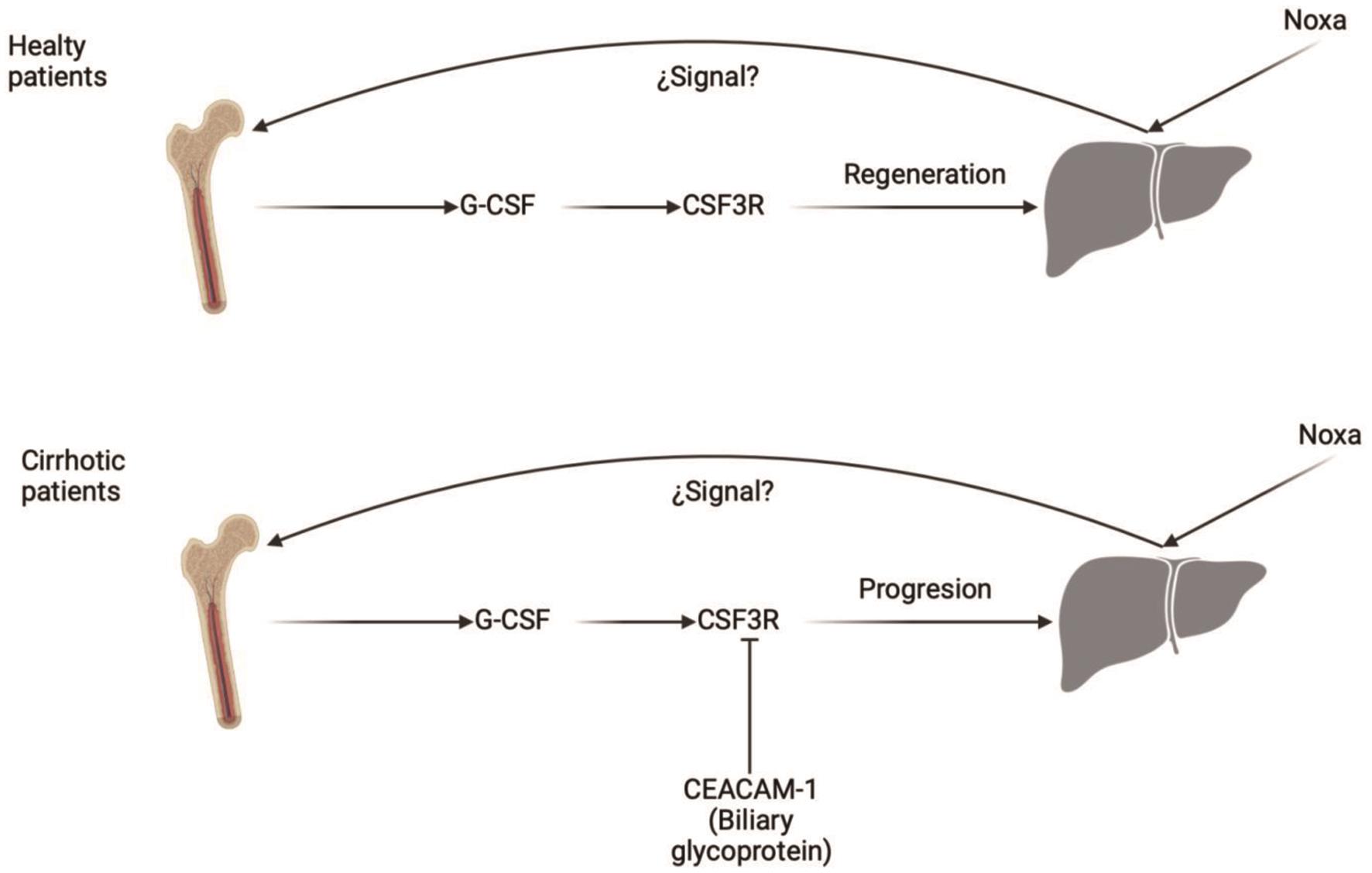 Bone marrow signaling pathway in mediating hepatic regeneration.