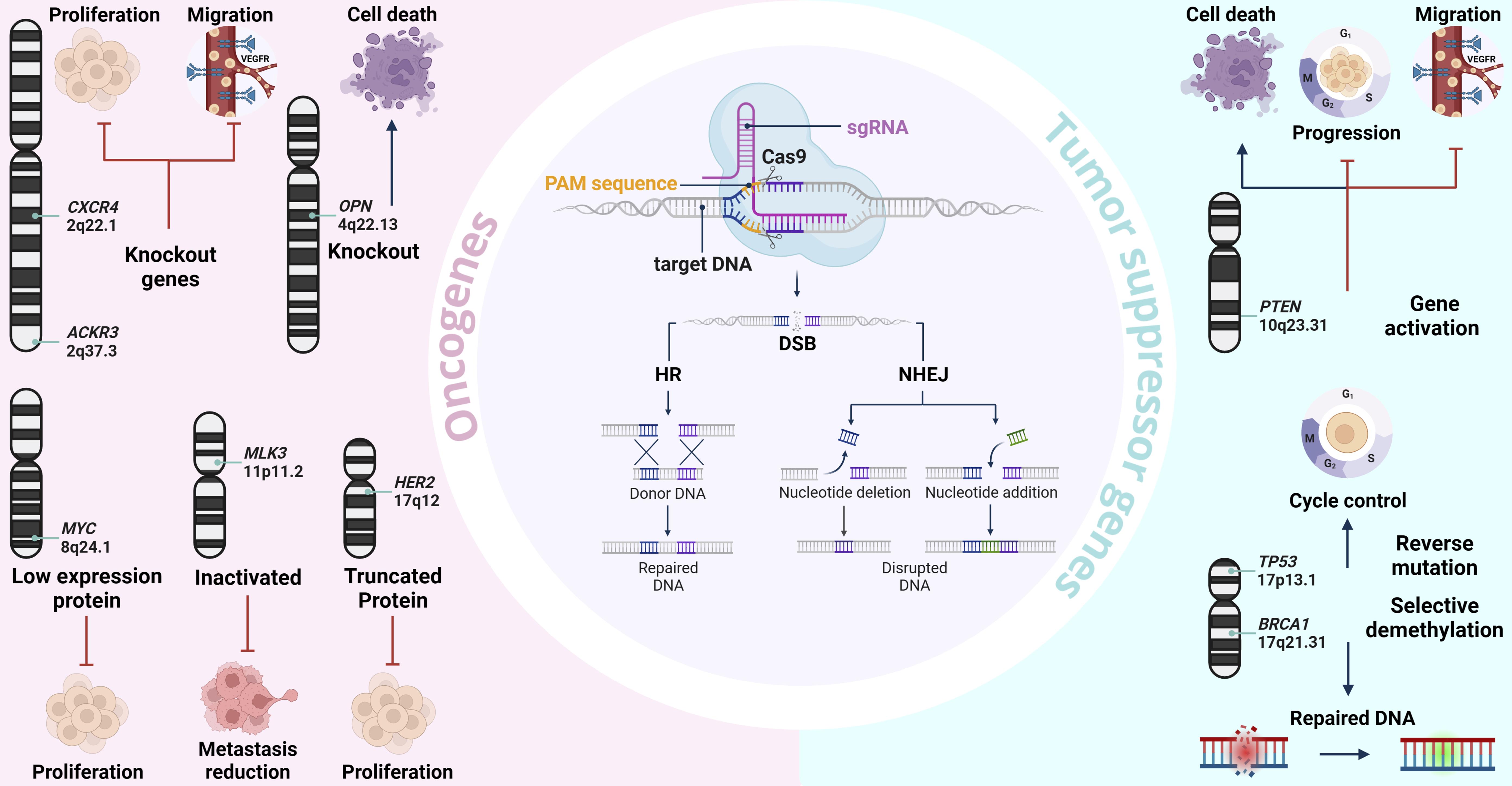 CRISPR mechanism of action and potentials target genes.