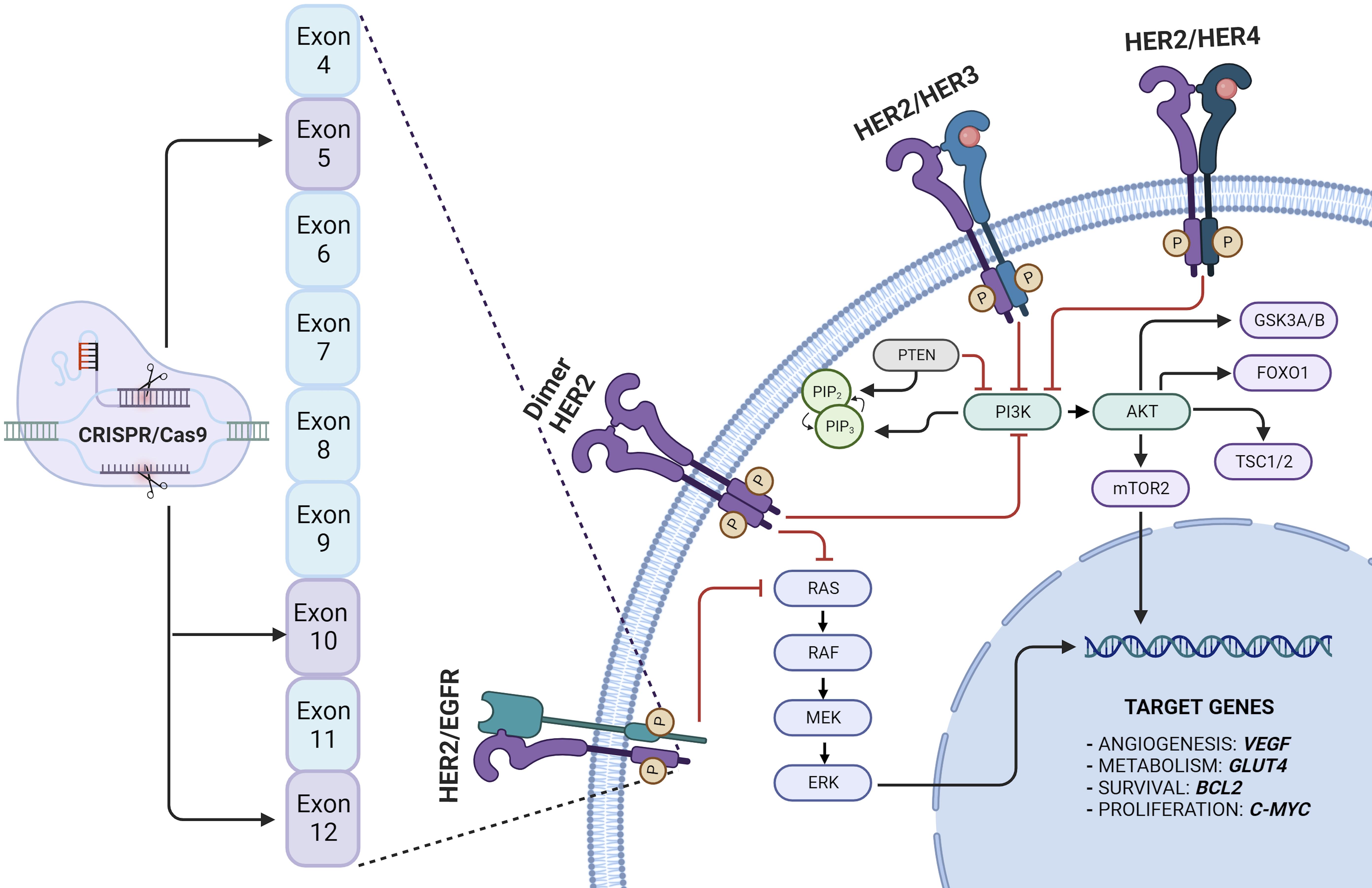 CRISPR/Cas9 as a gene editing tool in HER2+ Breast Cancer.