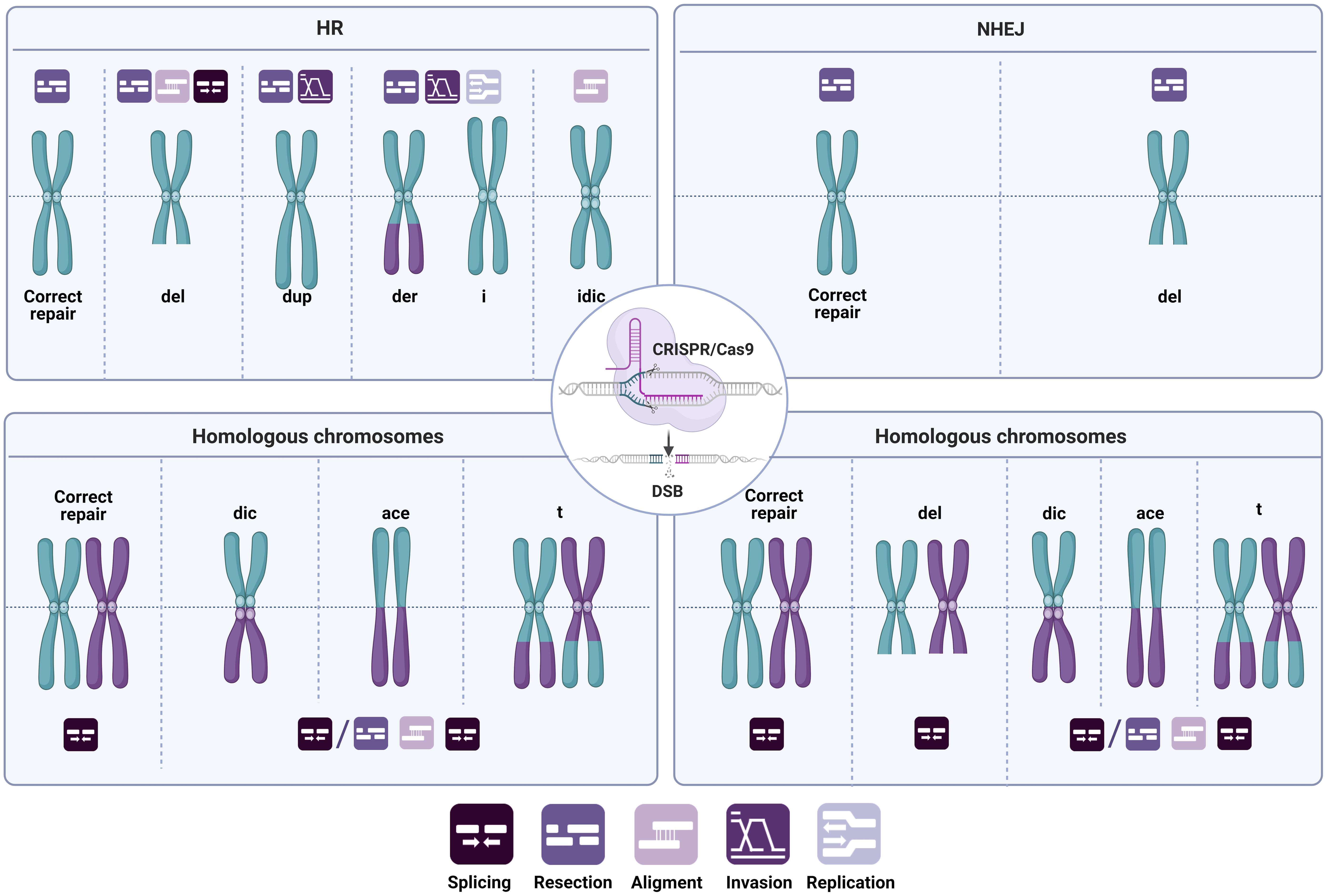 Induction of chromosomal alterations by CRISPR/Cas9.