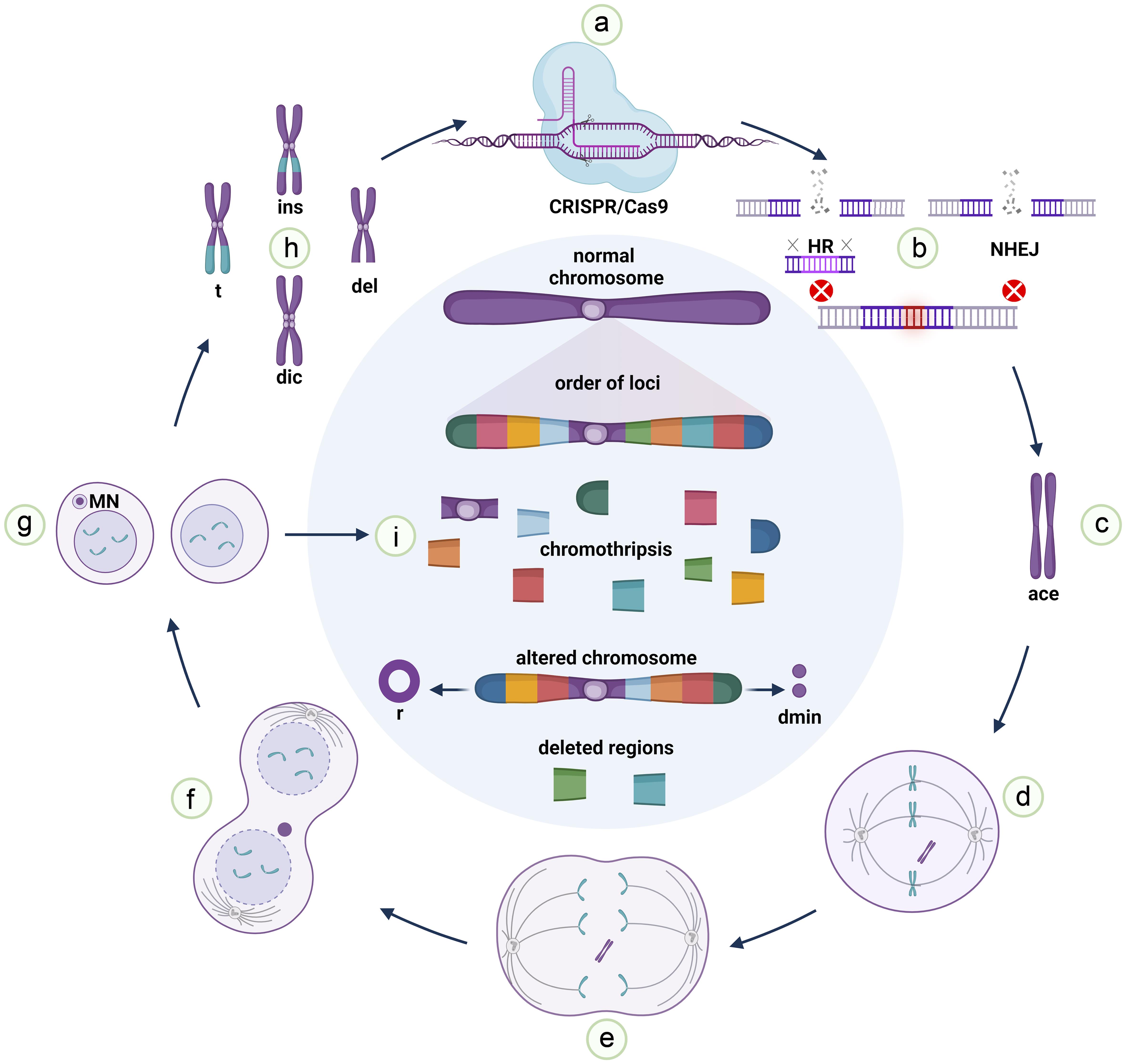 Micronuclei formation and chromothripsis induced by CRISPR/Cas9.