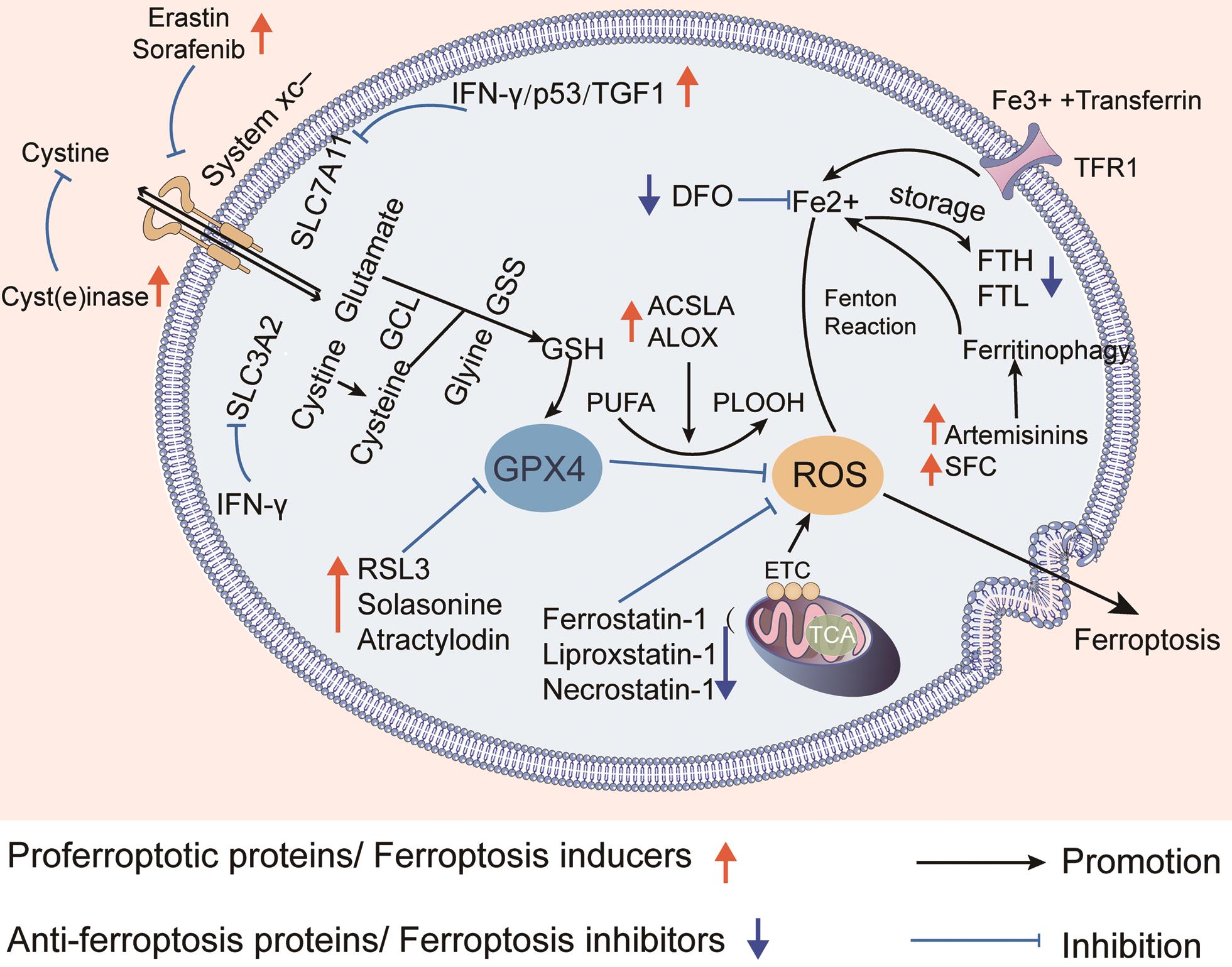 Key regulators and related mechanisms of ferroptosis.