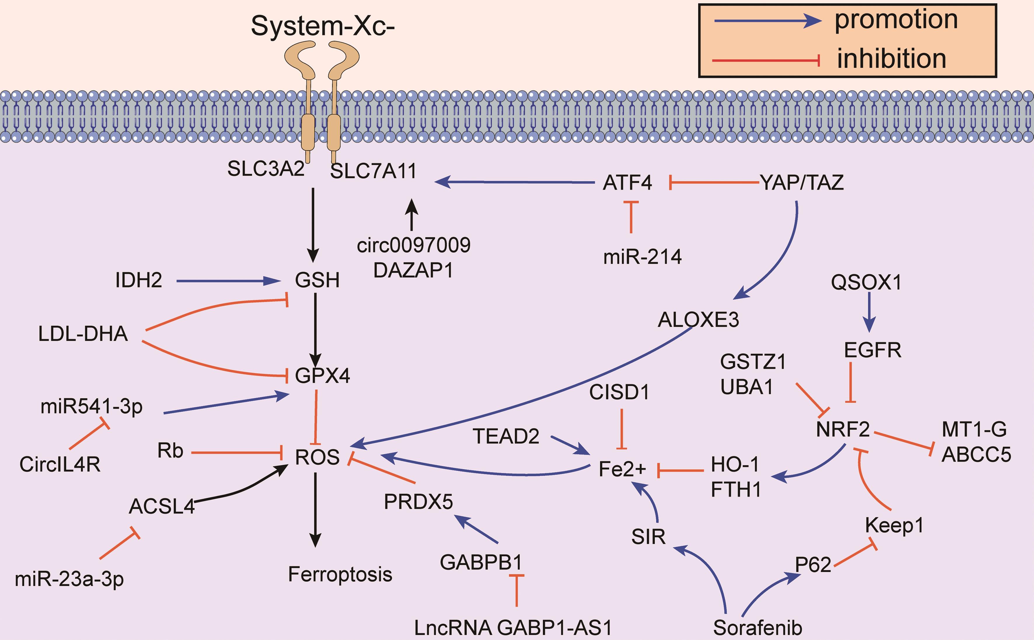 Regulatory pathway and possible targets of ferroptosis in HCC.
