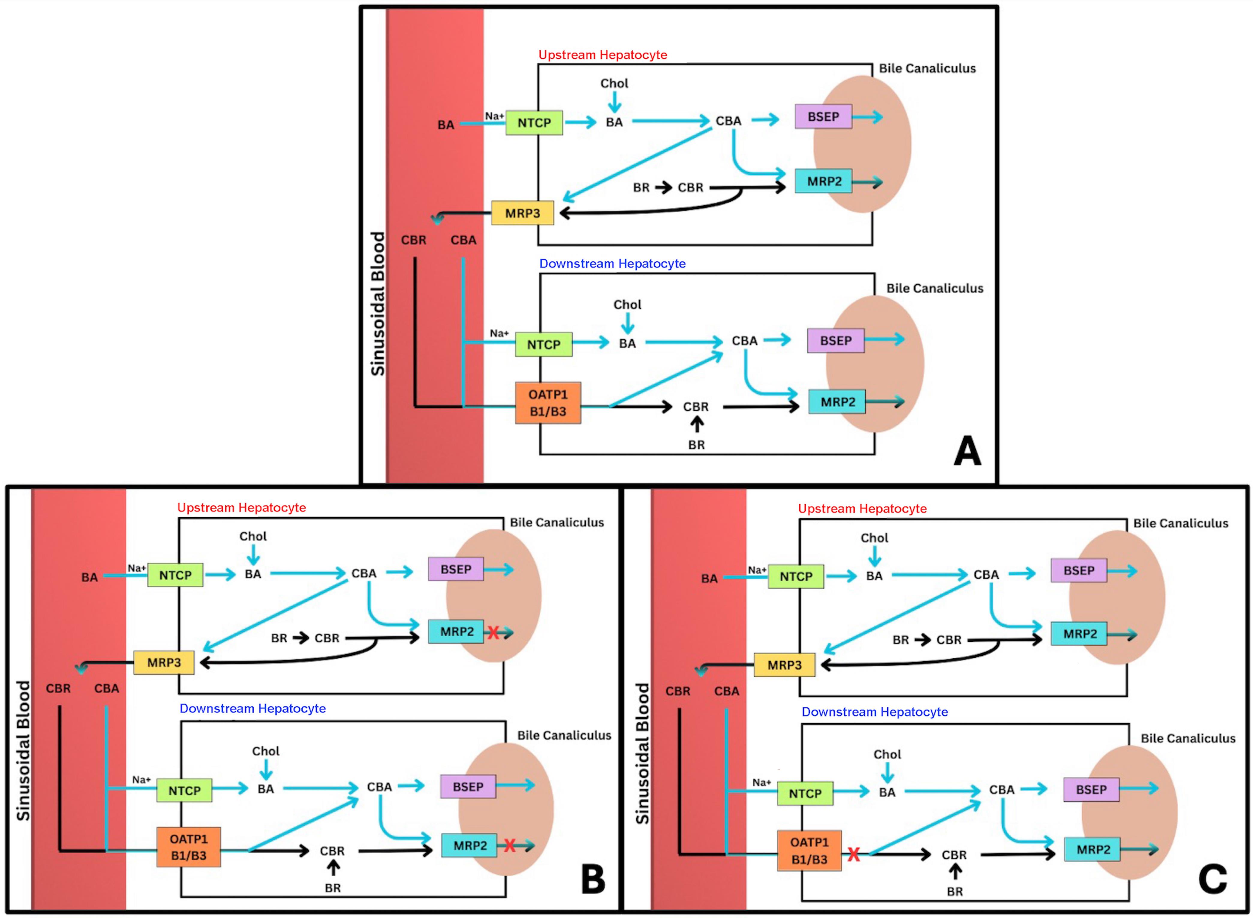 Hepatocellular transport of conjugated bilirubin and bile acids in Dubin-Johnson syndrome and Rotor syndrome.