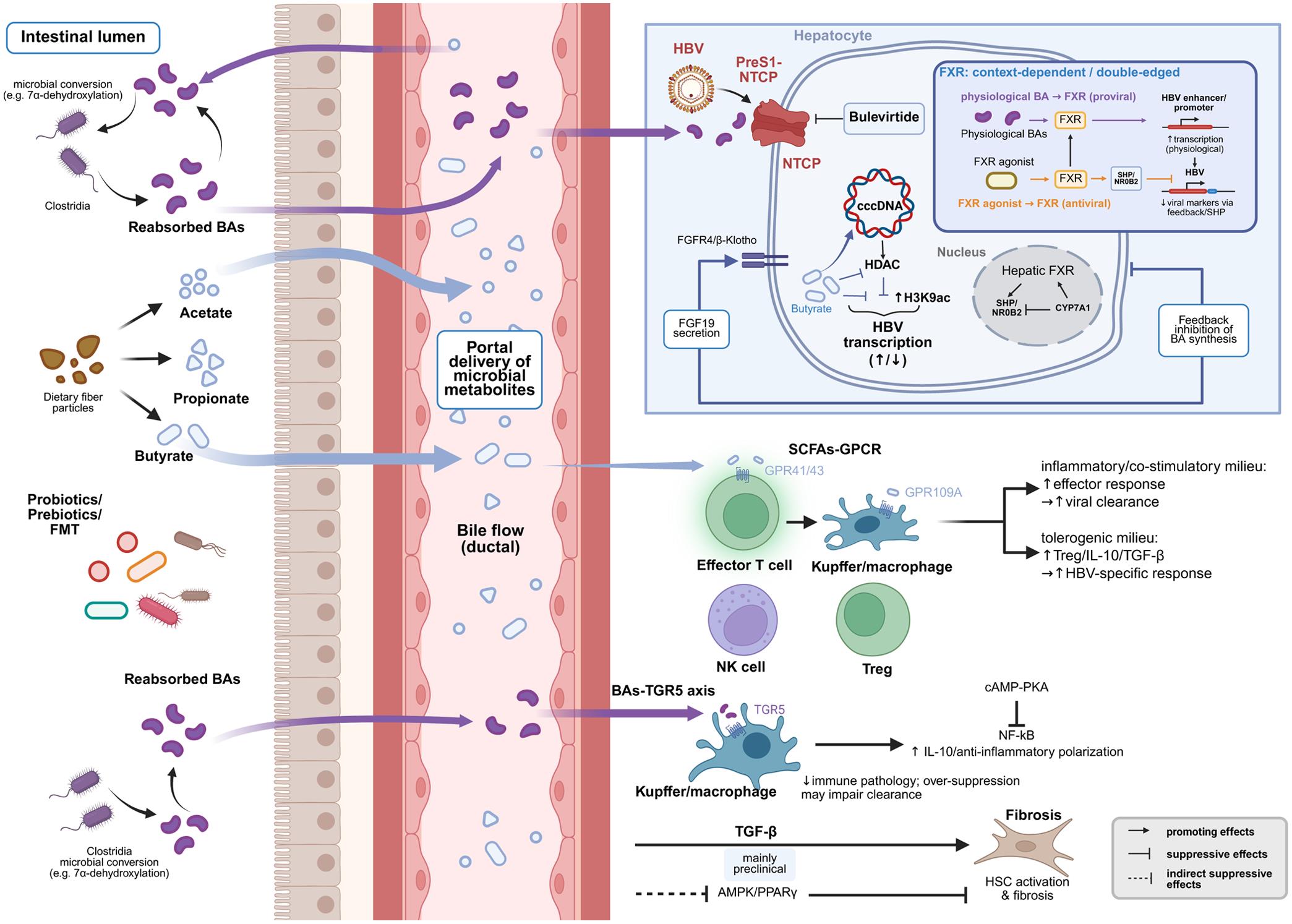 SCFAs and bile acid derivatives in CHB therapy: A gut–liver axis map of mechanisms and translational targets.