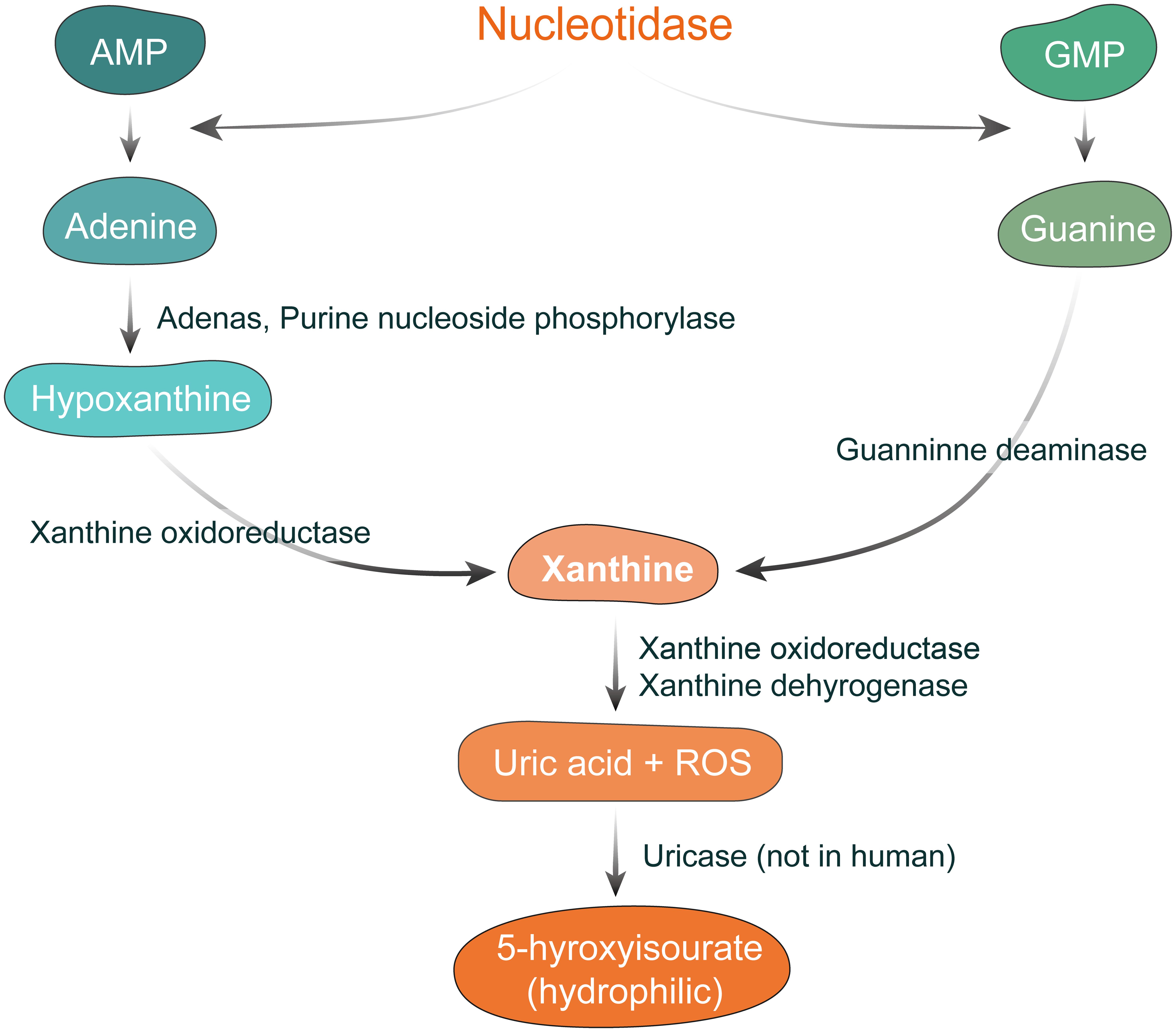 The simplified uric acid metabolic pathways.
