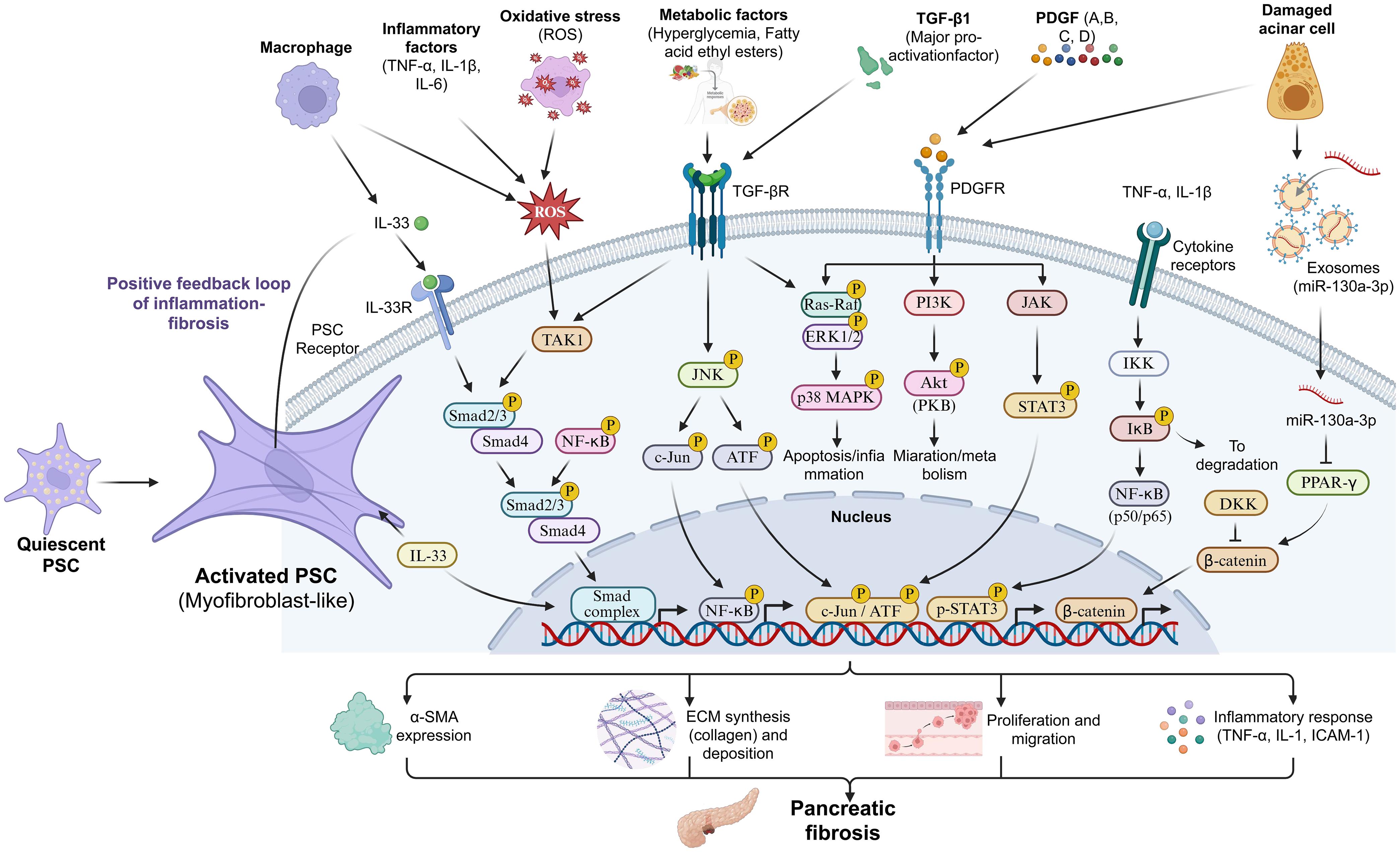 Signaling pathways and regulatory networks underlying pancreatic stellate cells (PSC) activation and pancreatic fibrosis.