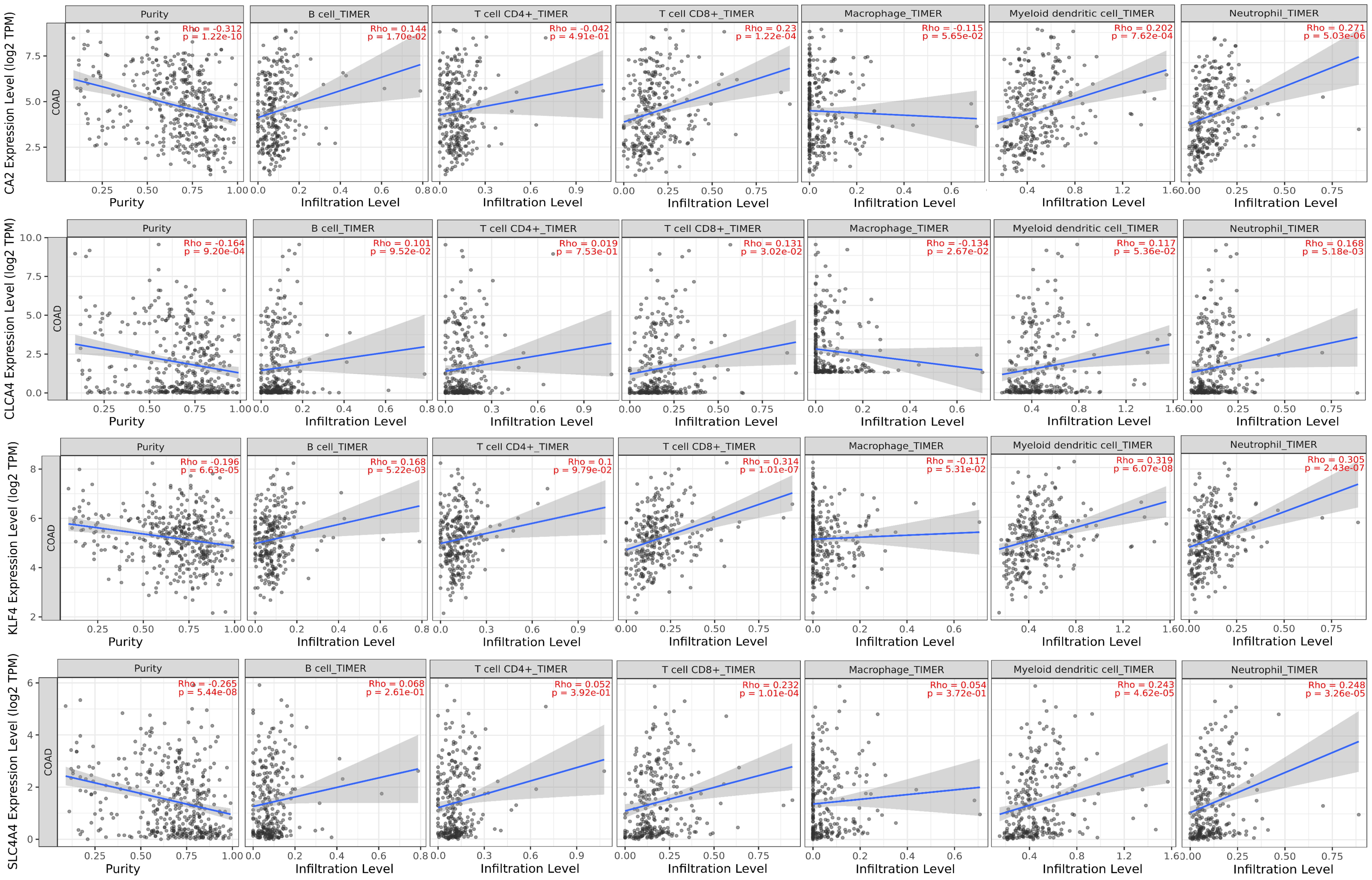 Expression correlations of the four hub genes (<italic>CA2</italic>, <italic>CLCA4</italic>, <italic>KLF4</italic>, and <italic>SLC4A4</italic>) with immune cell infiltration.