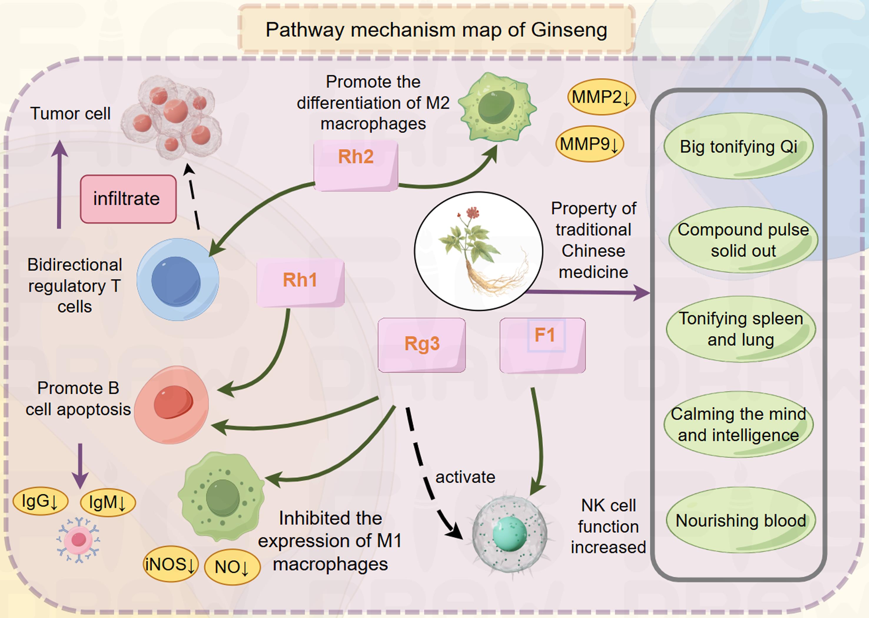 The proposed immunomodulatory and antitumor mechanisms associated with ginseng and its bioactive constituents.