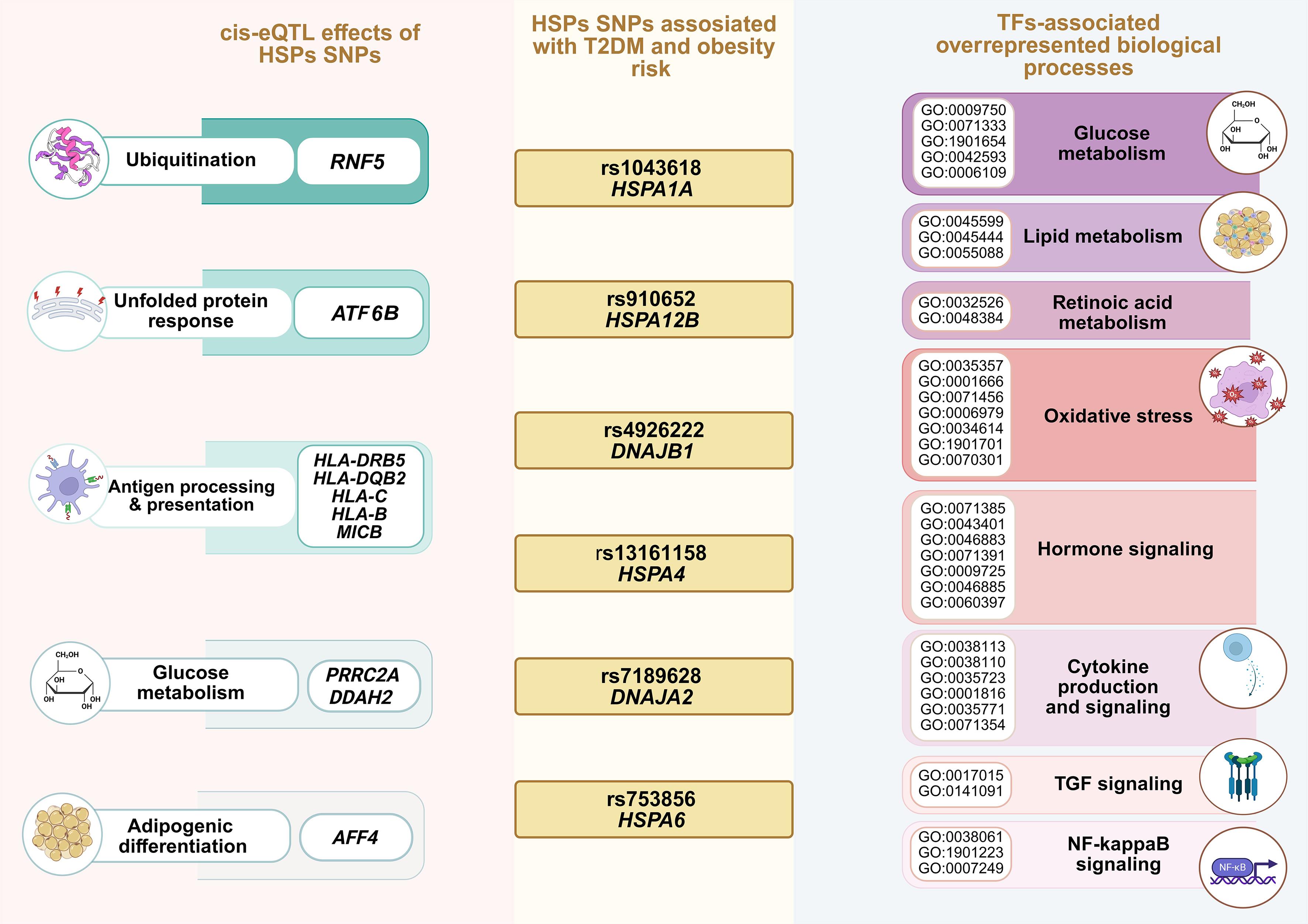Bioinformatic analysis of the potential influence of HSP SNPs on molecular mechanisms of T2DM and obesity (figure created with BioRender.com, version February 2026).