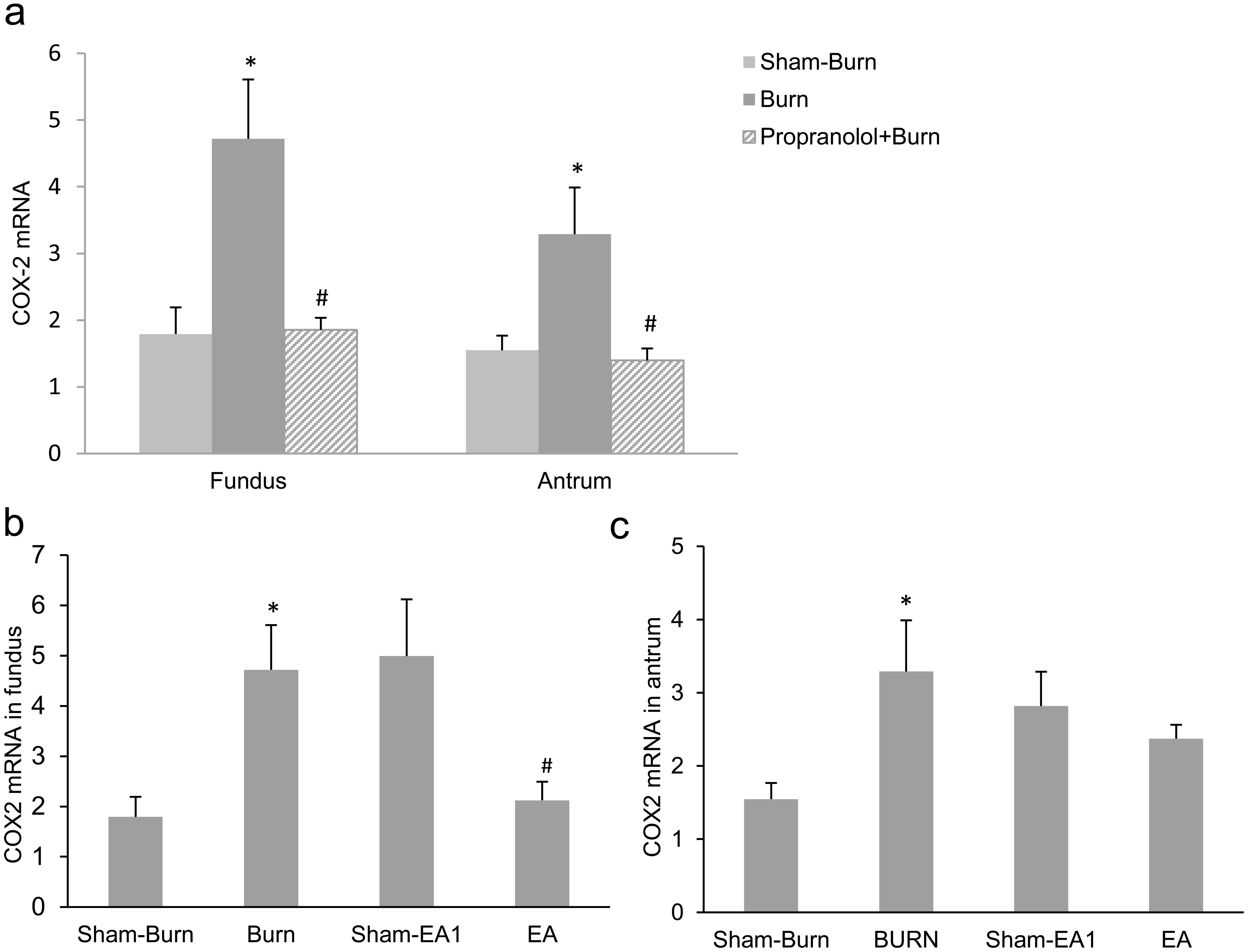 COX-2 mRNA in the gastric fundus and antrum in burned rats.