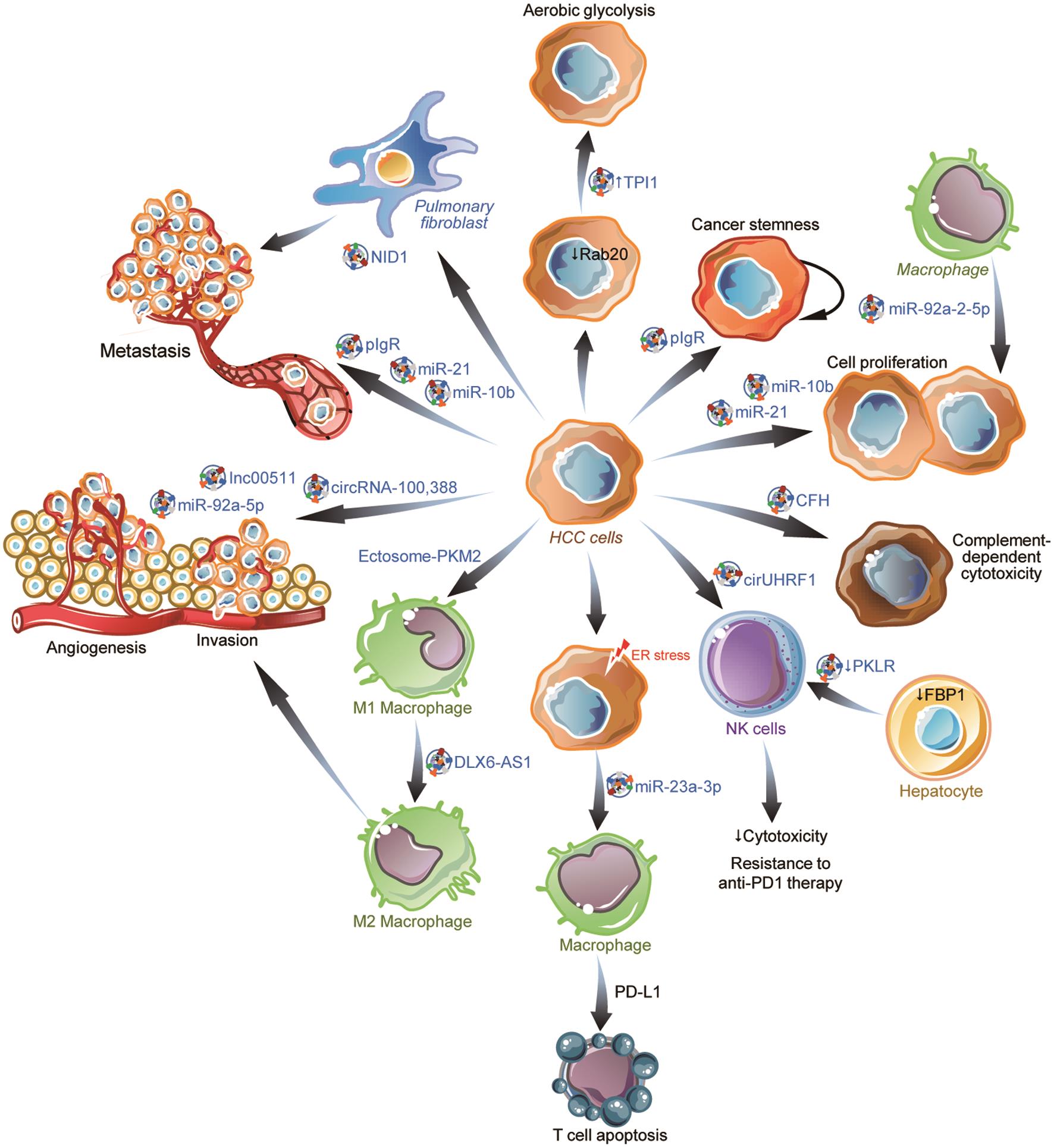 Effects of sEVs on proliferation, invasion, metastasis, and immune regulation of HCC.