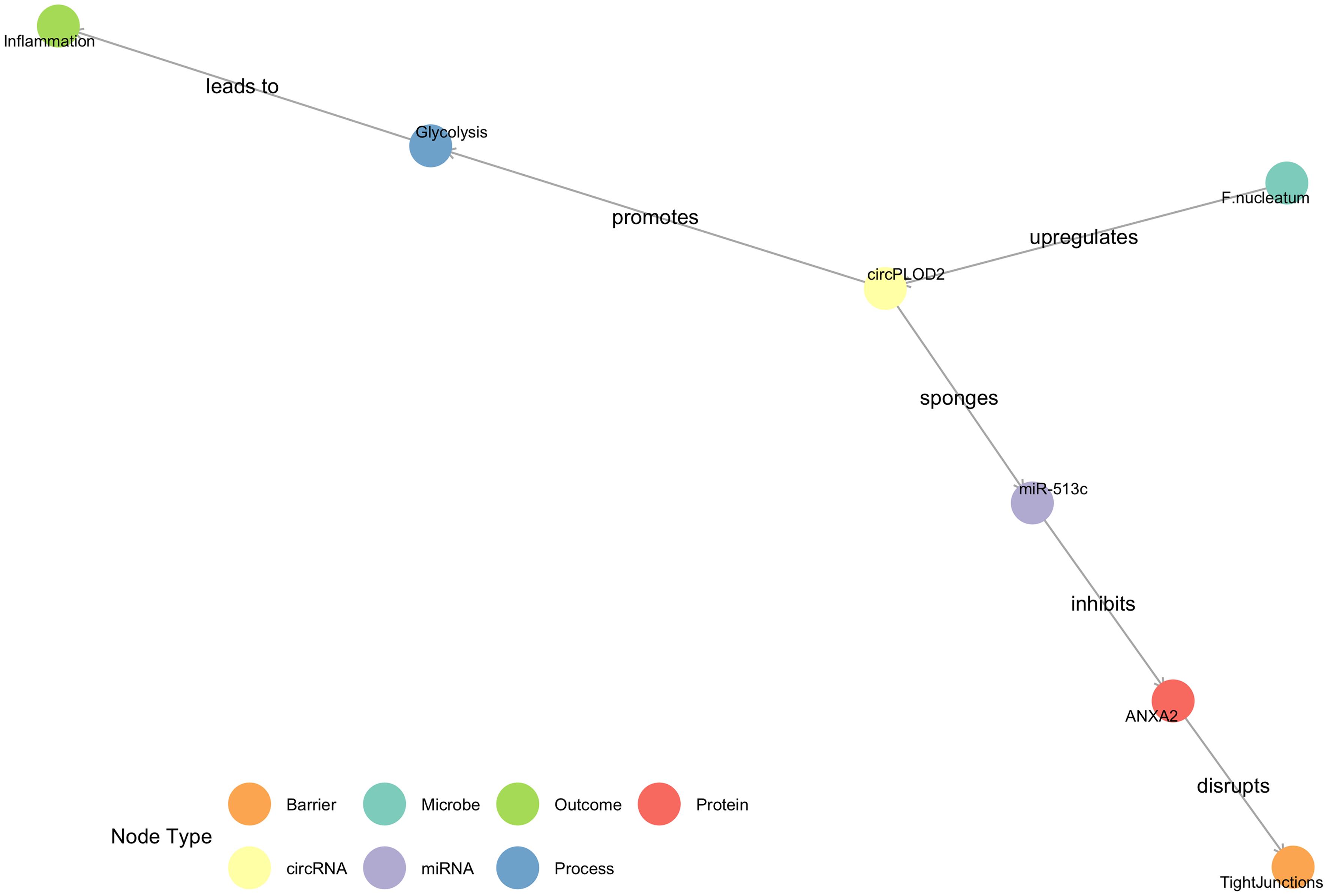Mechanistic network of <italic>F. nucleatum</italic>-induced barrier disruption via circPLOD2.