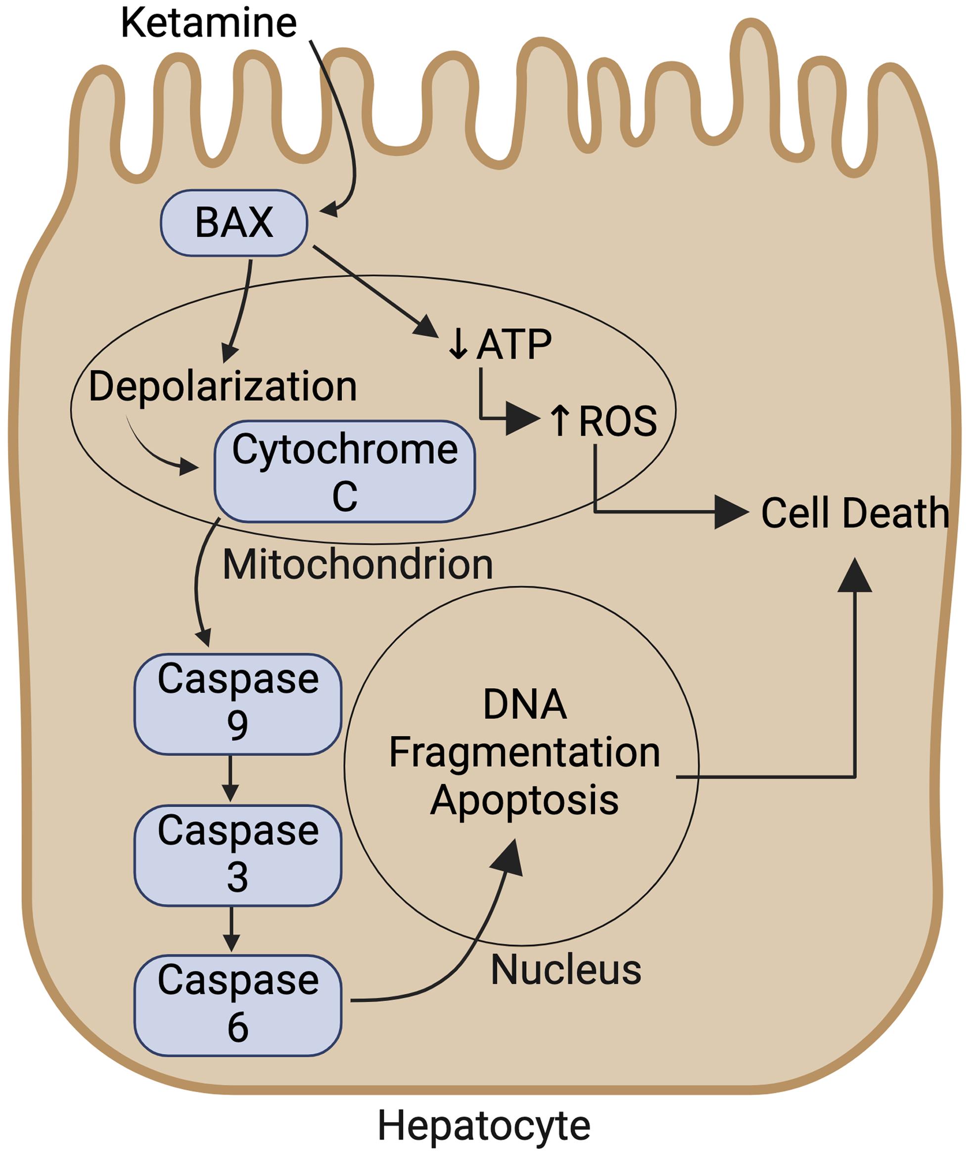 A diagram depicting possible mechanisms of ketamine-induced hepatotoxicity, typically observed with prolonged recreational use.